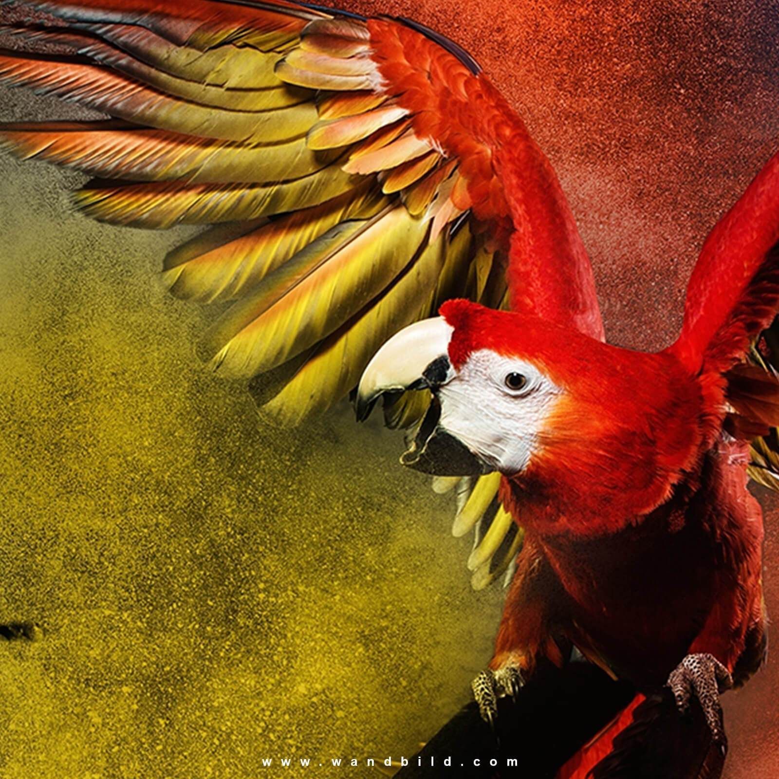  Papagei Hintergrundbild 1600x1600. Leinwandbild. Kampf der Papageien. Hochformat. Papagei, Farbpulver, Lichtmalerei