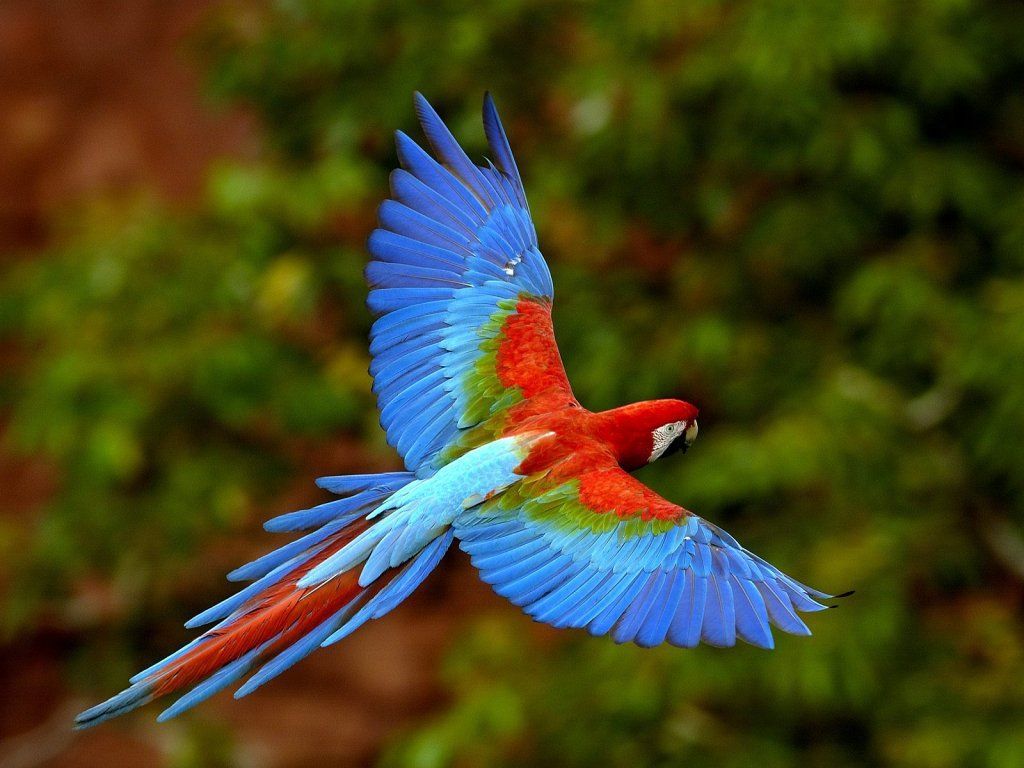  Papagei Hintergrundbild 1024x768. Épinglé par João Beltrão sur Passaros. Animaux et oiseaux, Perroquet ara, Animaux de la forêt tropicale
