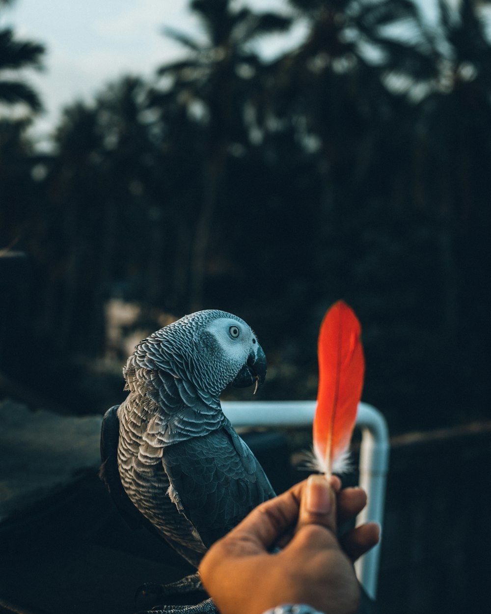  Papagei Hintergrundbild 1000x1250. Afrikanischer Graupapagei Bilder. Laden Sie kostenlose Bilder auf herunter