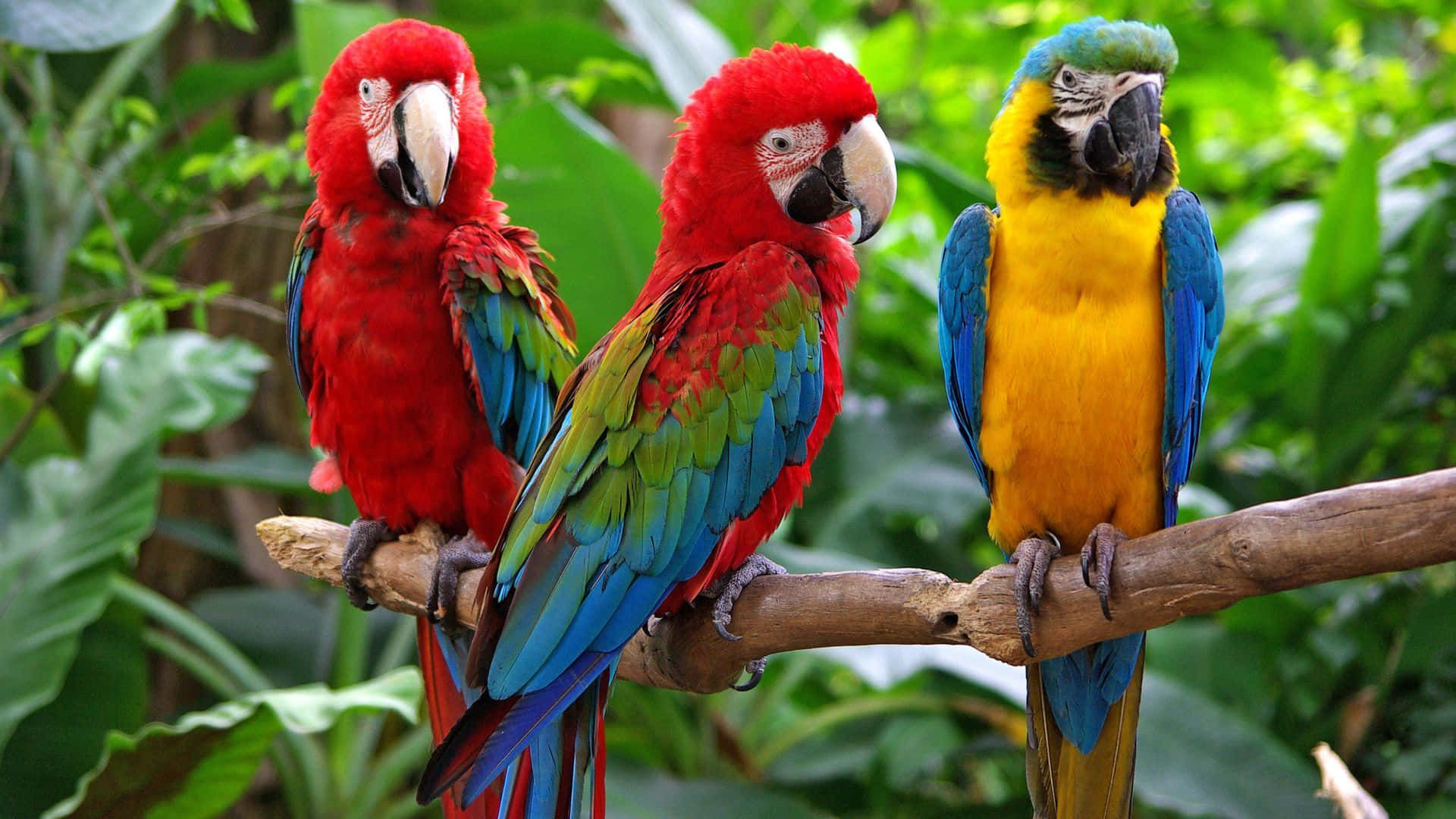  Papagei Hintergrundbild 1920x1080. Downloaden Dreibunte Papageien Sitzen Auf Einem Ast