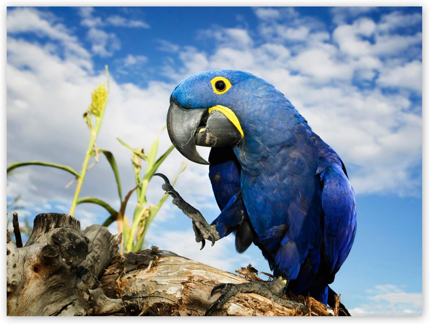  Papagei Hintergrundbild 1489x1122. Hyazinthe Macaw Papagei Vogel Fotokunst Bild Poster Germany