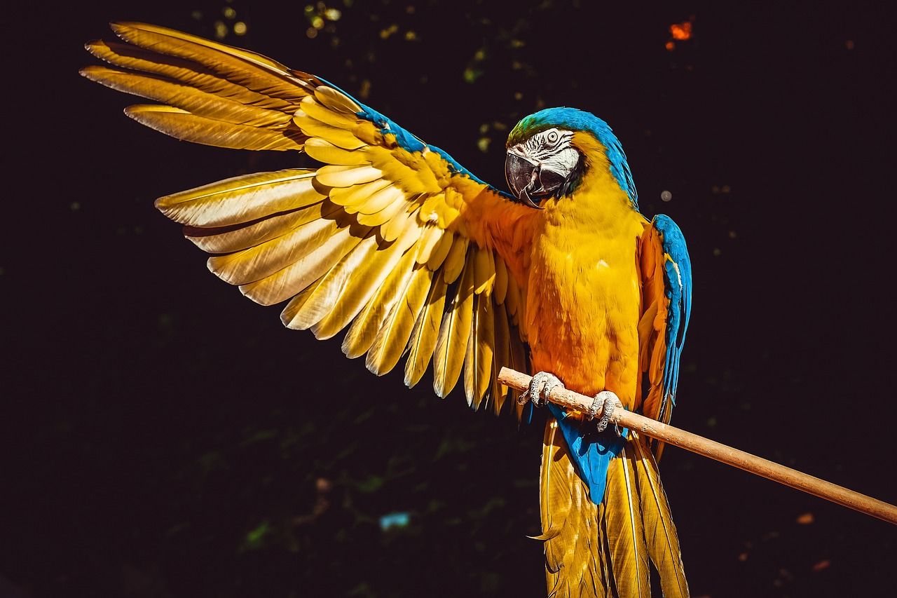  Papagei Hintergrundbild 1280x853. Vogel Papagei Caique Foto auf Pixabay