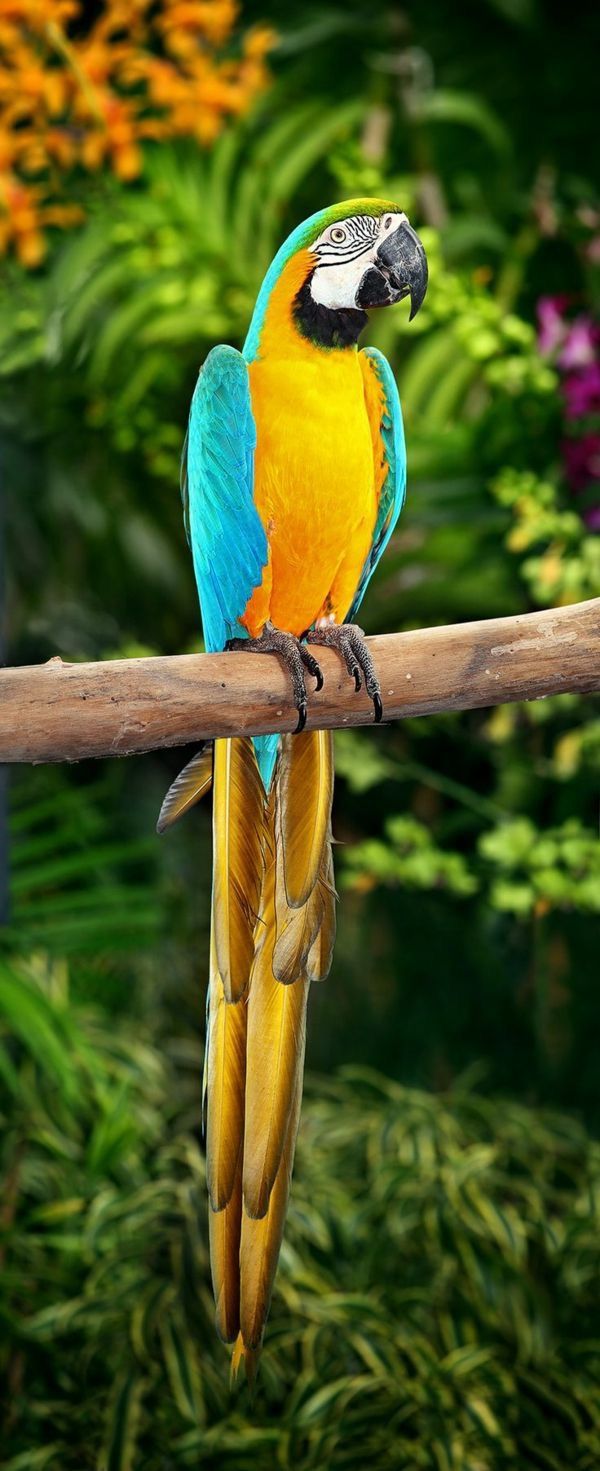  Papagei Hintergrundbild 600x1471. Pin de Vin Van DeSign em Jungle Fever. Araras aves, Aves belas, Pássaros coloridos