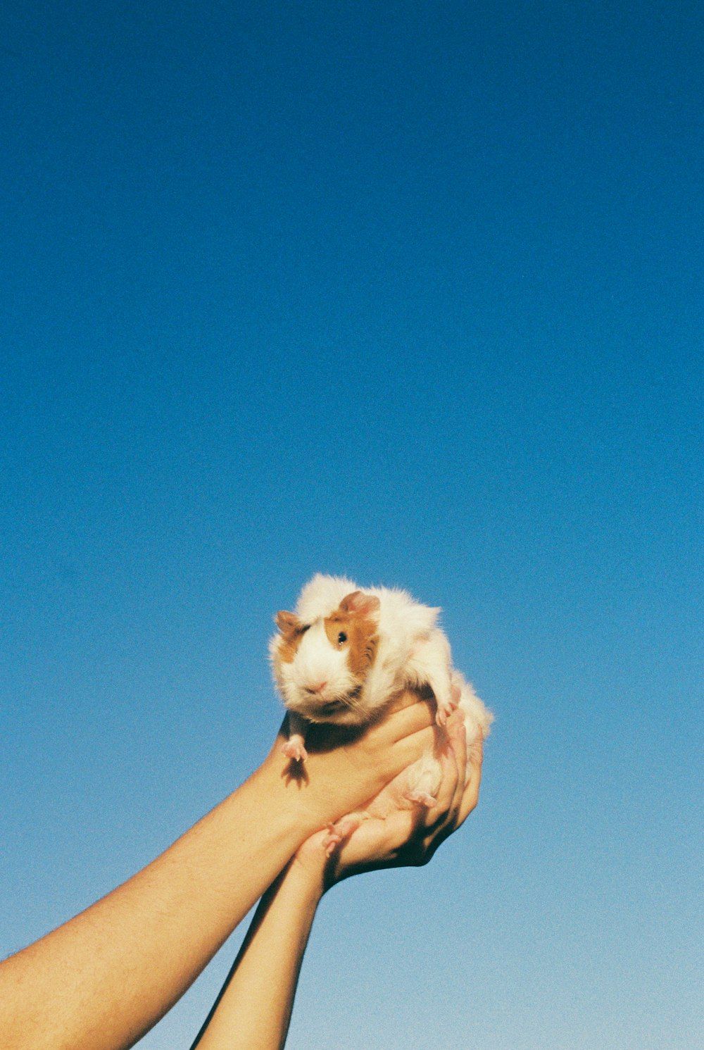  Meerschweinchen Hintergrundbild 1000x1491. Foto zum Thema Person, die einen weißen, langhaarigen kleinen Hund hält