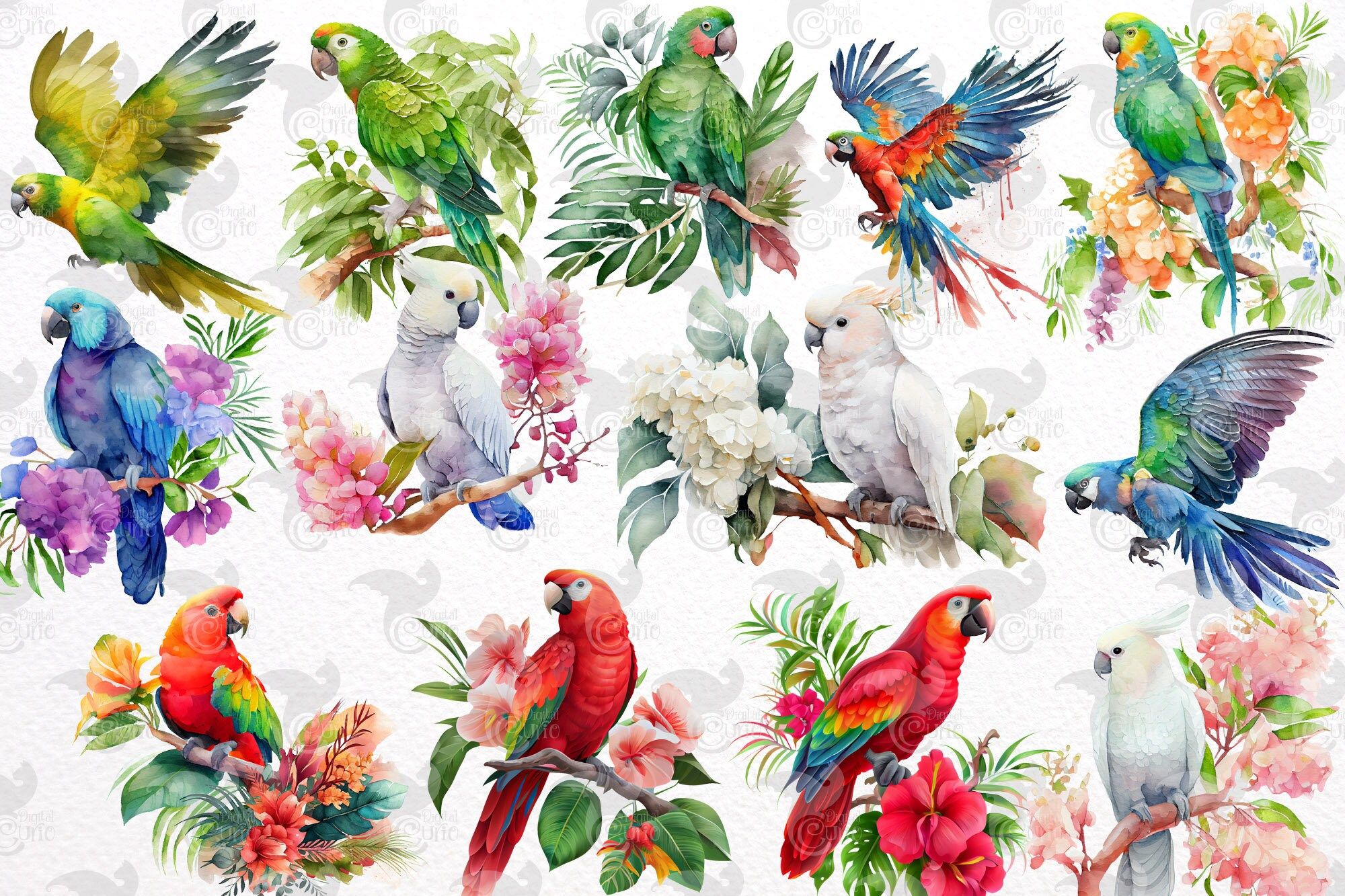  Papagei Hintergrundbild 2000x1333. Aquarell Papagei Clipart Tropische Vögel Mit Blumen Und Blättern Im PNG Format Zum Sofortigen Download Für Kommerzielle Nutzung