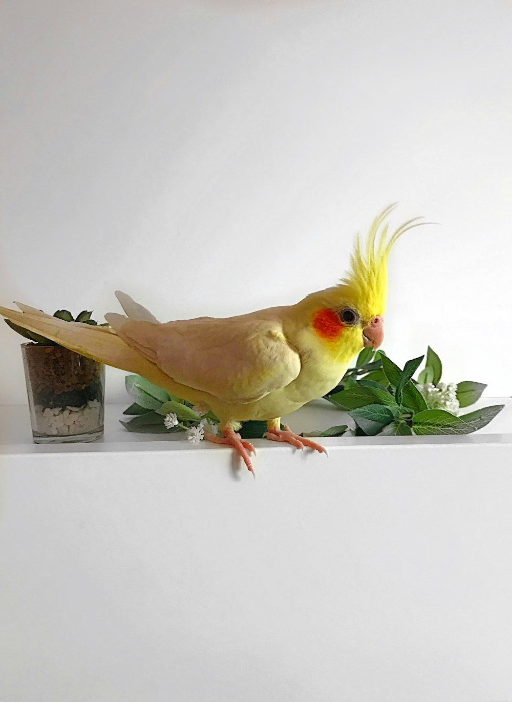  Papagei Hintergrundbild 1000x1370. Foto zum Thema Gelber Vogel auf braunem Holztopf