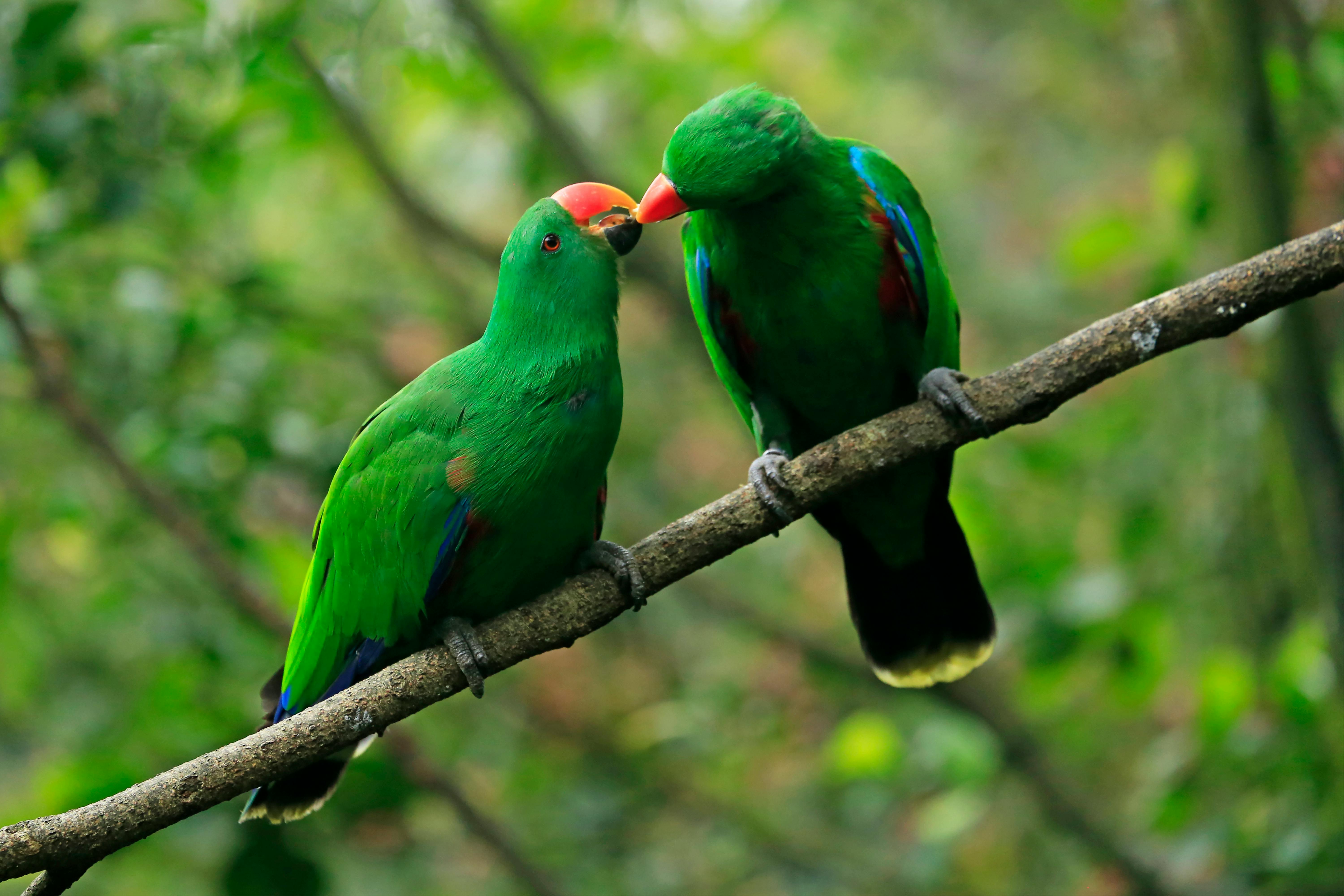  Papagei Hintergrundbild 6000x4000. 90.Grüne Papageien Bilder Und Fotos · Kostenlos Downloaden · Stock Fotos