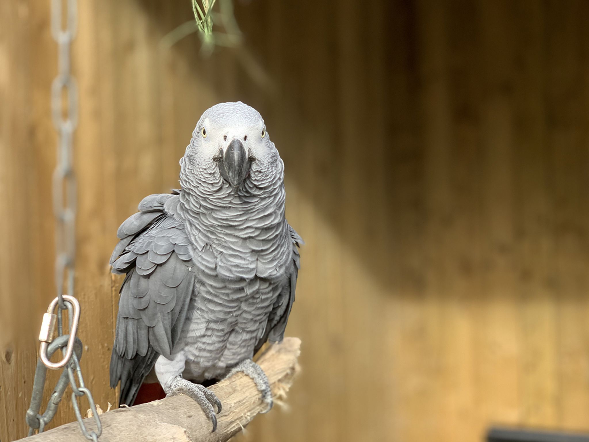  Papagei Hintergrundbild 2048x1536. Fluchende Vögel: Papageien Beschimpfen Park Besucher Müssen Getrennt Werden [GEO]