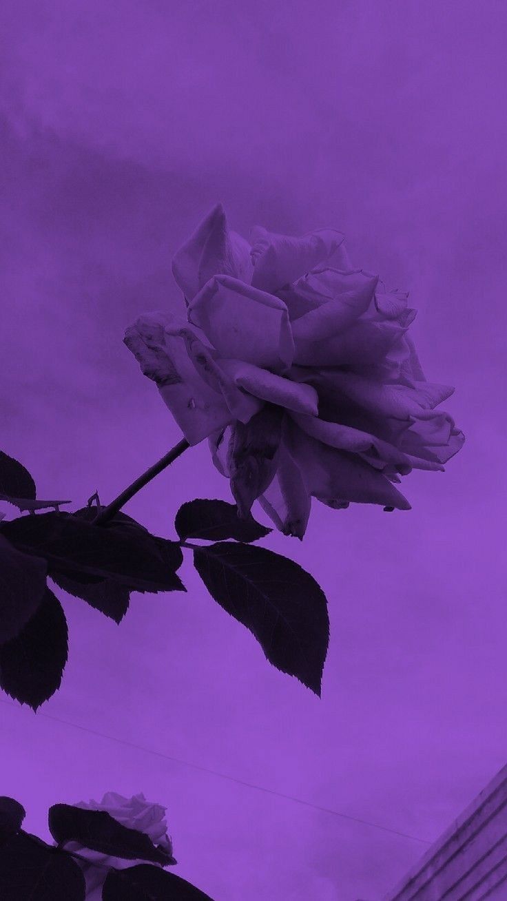  Violett Hintergrundbild 736x1308. Purple Aesthetic. Purple aesthetic background, Purple wallpaper iphone, Aesthetic background