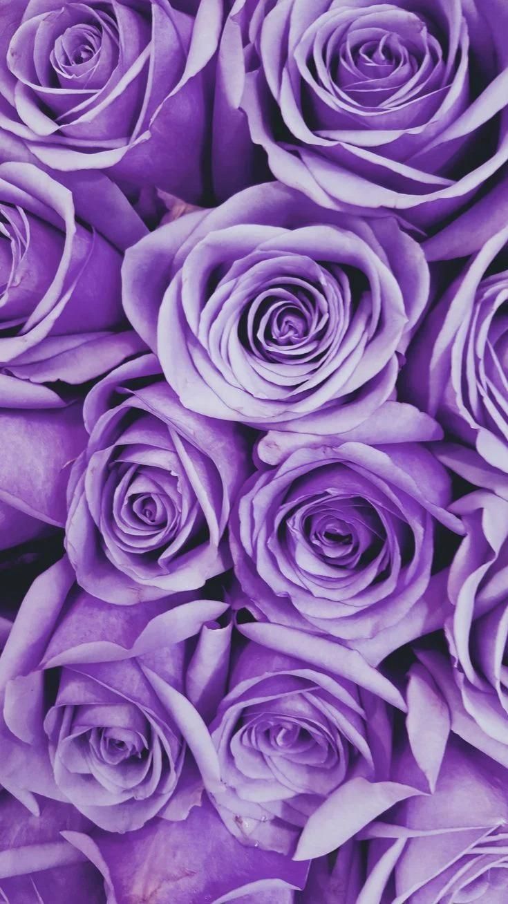  Violett Hintergrundbild 735x1308. Light Purple aesthetics!. Purple flowers wallpaper, Purple wallpaper iphone, Purple aesthetic background