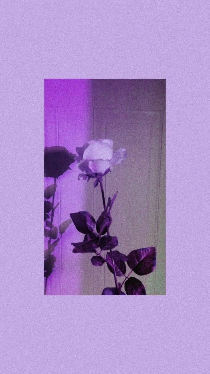  Violett Hintergrundbild 736x1308. Downloaden Ästhetischekörnige Lila Rose Wallpaper