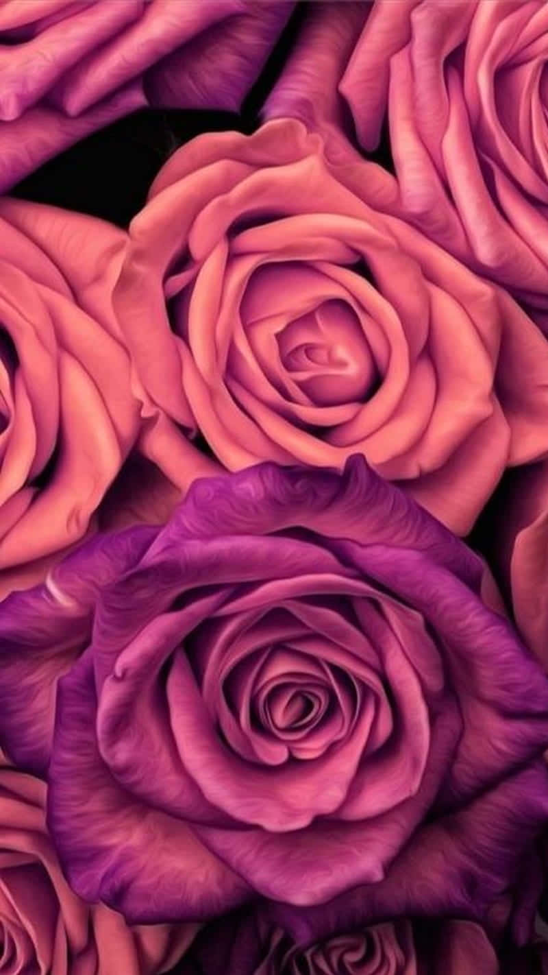  Magenta Hintergrundbild 800x1422. Download Aesthetic Magenta And Pink iPhone X Roses Background