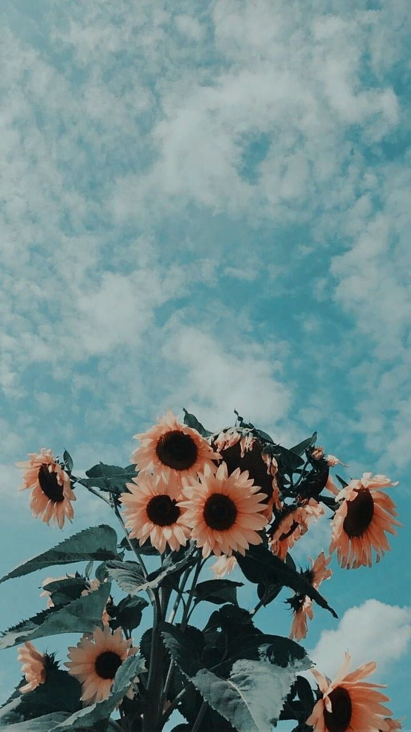  Samsung Galaxy S24 Hintergrundbild 800x1422. Aesthetic, calm, flowers, pretty, sunflowers, vintage, HD phone wallpaper