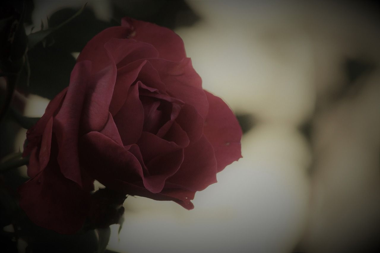  Trauer Hintergrundbild 1280x853. Rose Trauer Blume Foto auf Pixabay
