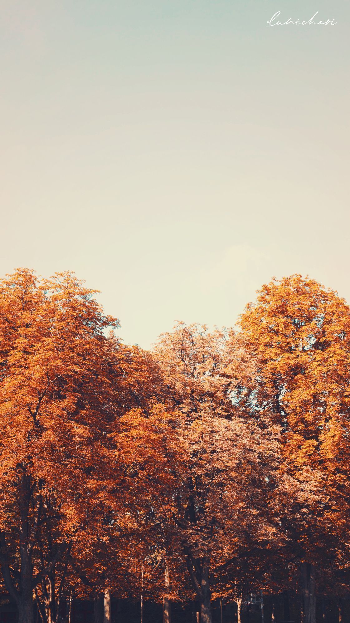  Baum Hintergrundbild 1122x1996. Free Download: Autumn Wallpaper ♥ Desktop & Mobile #astheticwallpaperiphone #septemberwallpaper Free Download: Autum. Sfondo iphone, Sfondi vintage, Sfondi iphone
