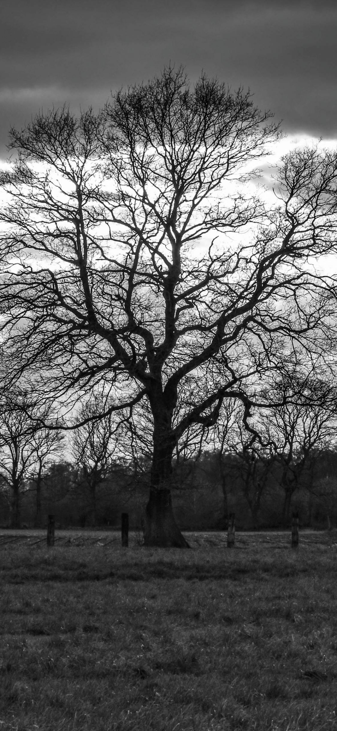  Baum Hintergrundbild 1125x2436. Hintergrundbilder. Baum Silhouette in schwarzweiß