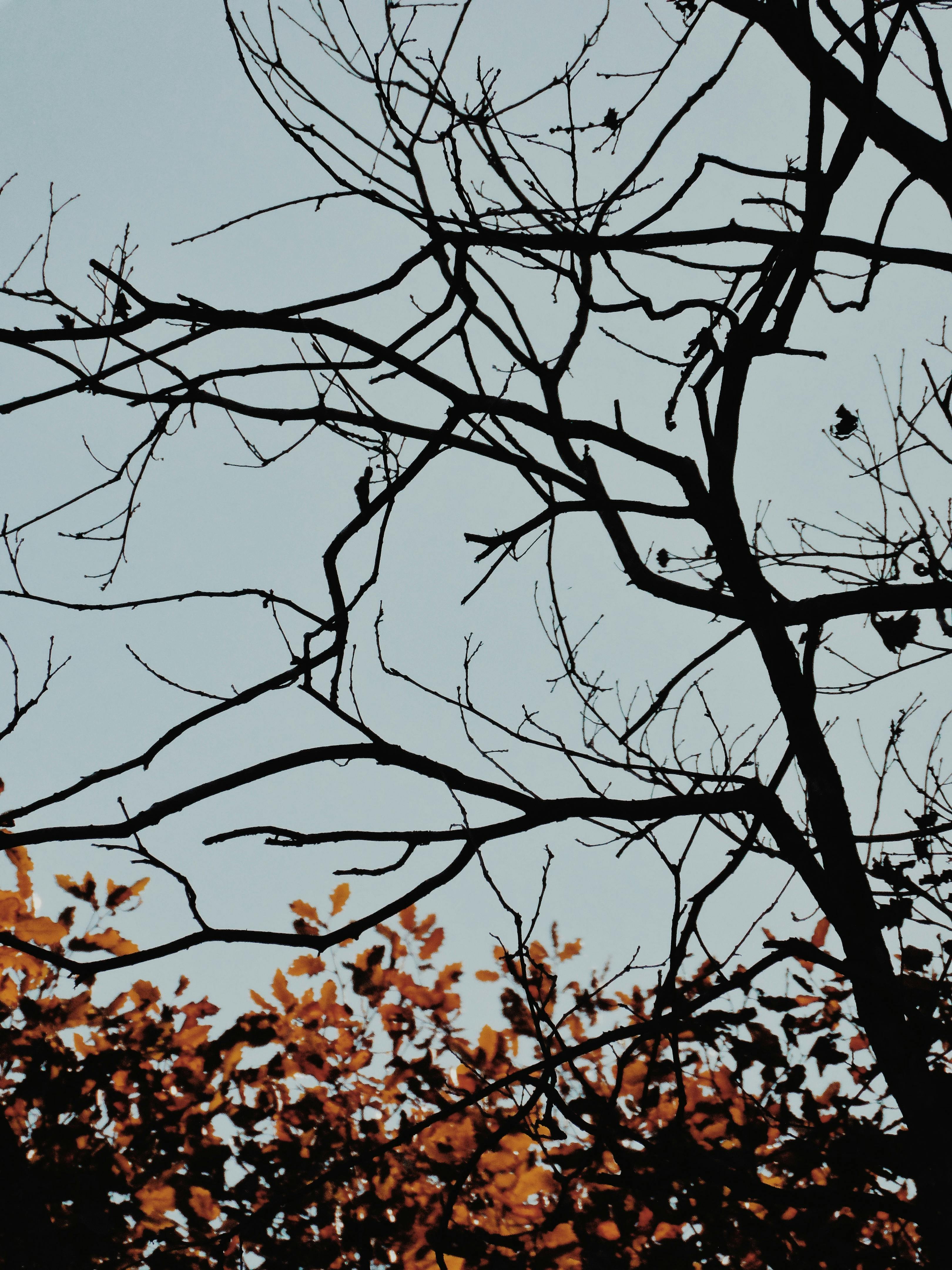  Baum Hintergrundbild 3240x4320. Kostenloses Foto zum Thema: äste, baum, klarer himmel, landschaft, mobile wallpaper, natur, vertikaler schuss