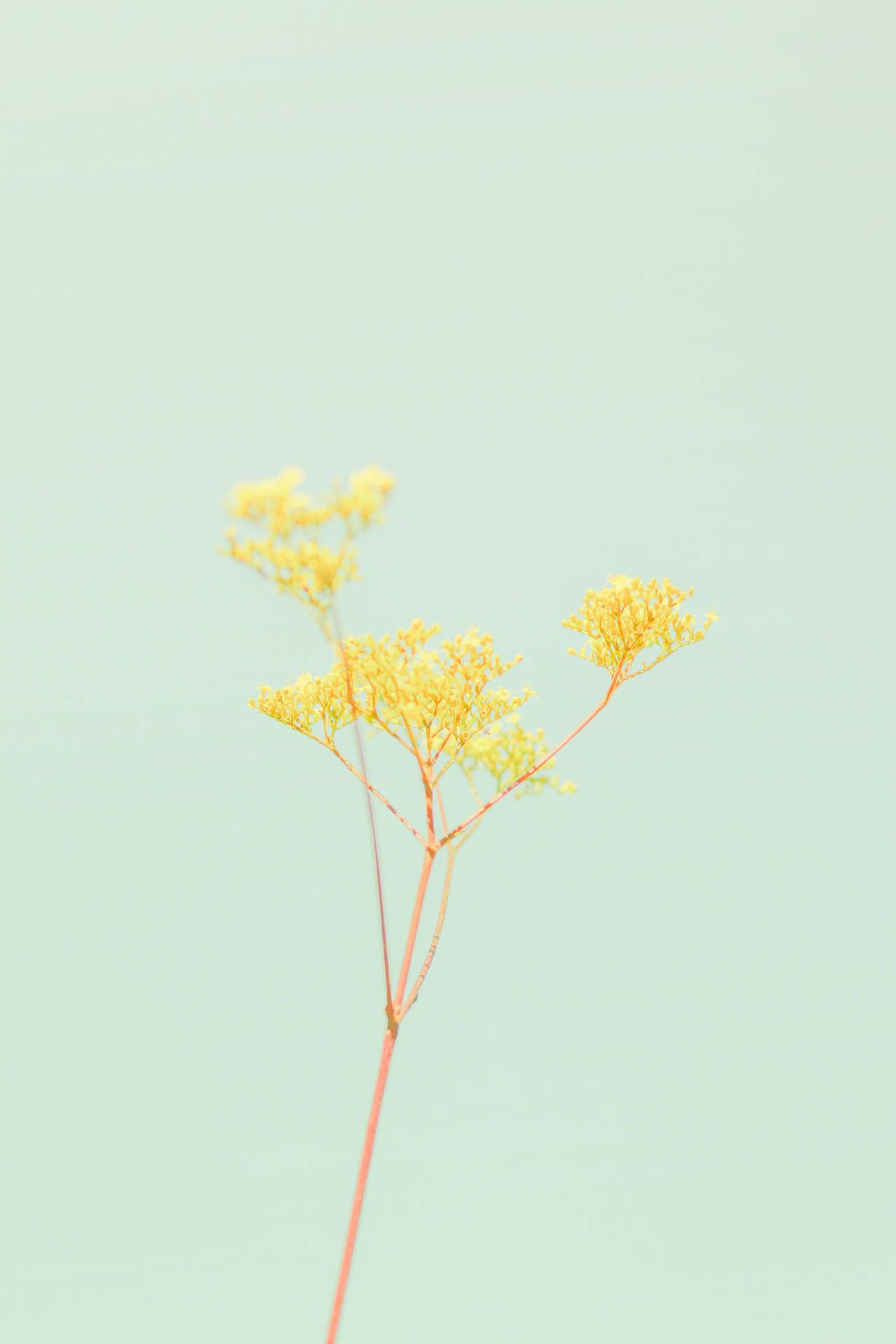  Blume Hintergrundbild 1280x1920. Downloaden Pastelliphone Gelb Grün Blume Wallpaper