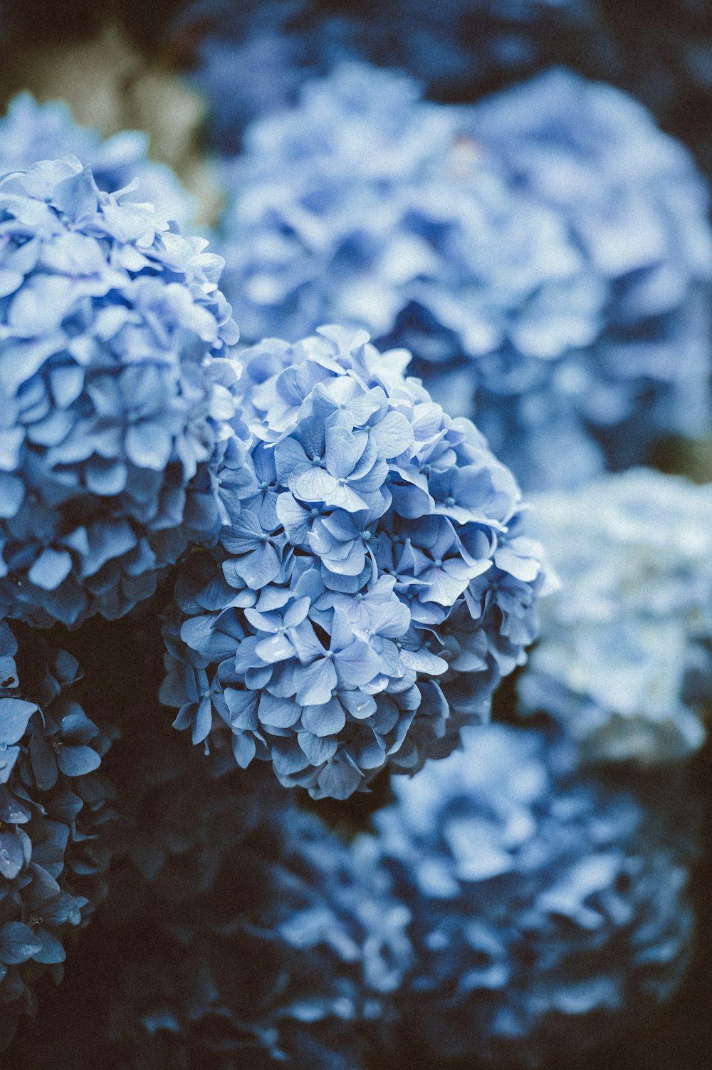  Blume Hintergrundbild 1000x1502. Foto zum Thema Blaue Blüten