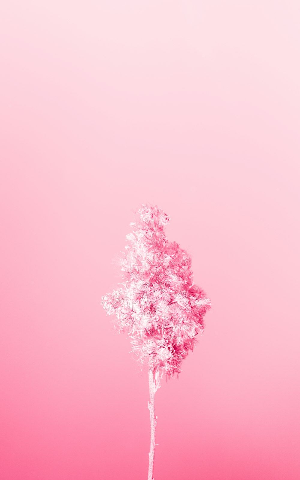  Baum Hintergrundbild 1000x1600. Foto zum Thema Ein einzelner weißer Baum vor rosa Hintergrund