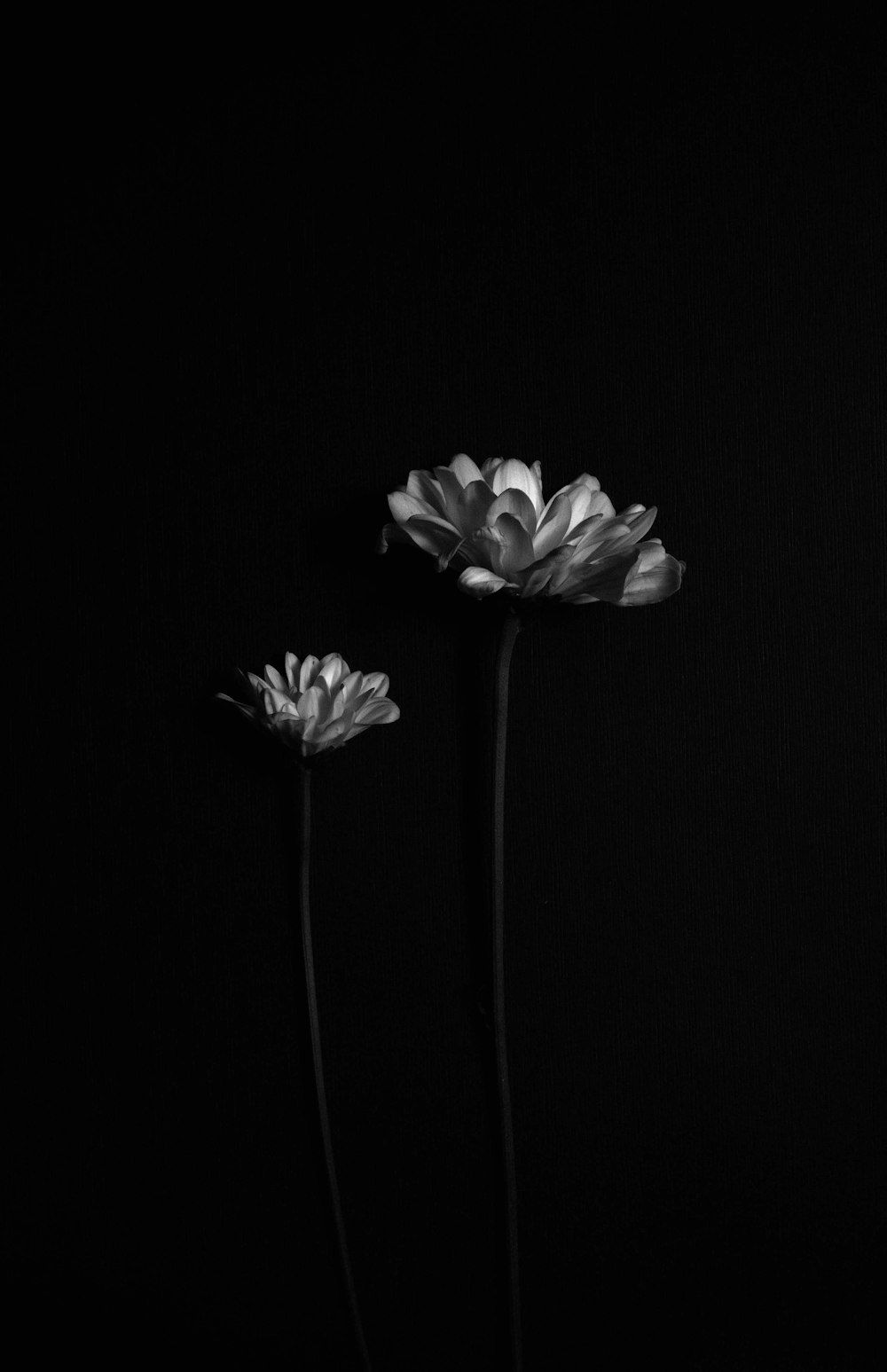 Blume Hintergrundbild 1000x1547. Foto zum Thema Weiße Blume auf schwarzem Hintergrund