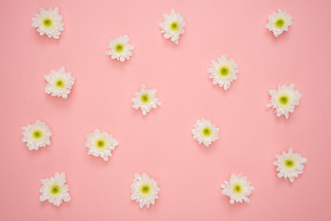  Blume Hintergrundbild 1124x750. Weiße Und Gelbe Blume Auf Rosa Wand · Kostenloses Stock Foto