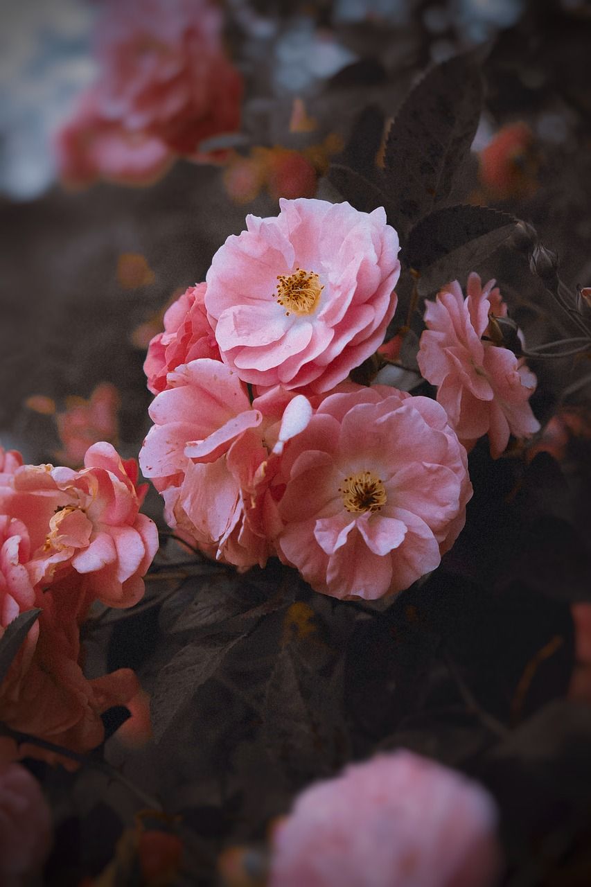  Blume Hintergrundbild 853x1280. Rosa Blume Dalat Foto auf Pixabay