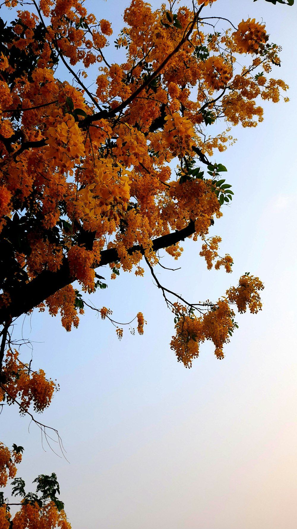  Baum Hintergrundbild 1000x1778. Foto zum Thema Ein baum mit gelben blüten vor blauem himmel