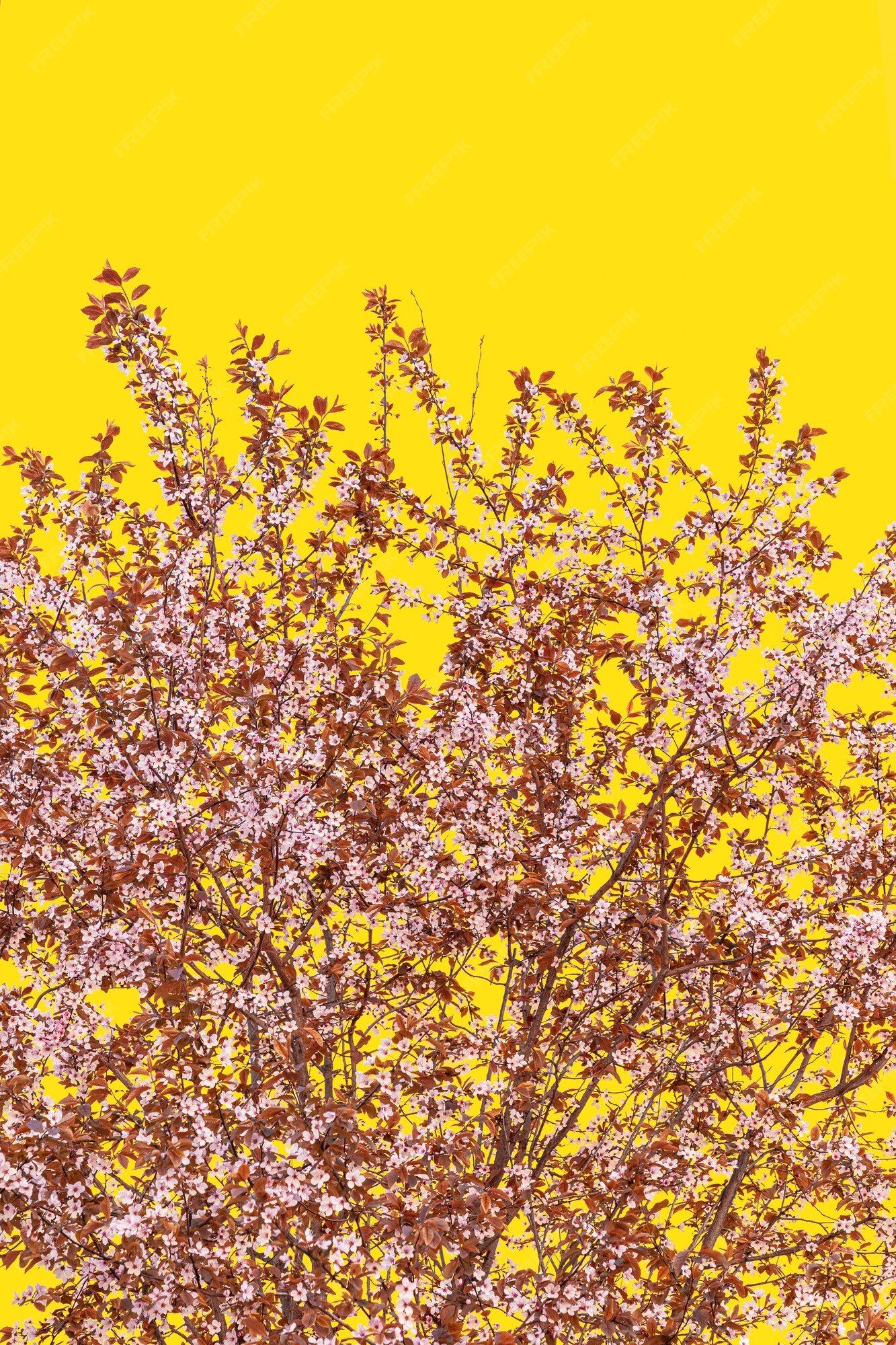  Baum Hintergrundbild 1333x2000. Üppiger Blüten Sakura Baum Auf Einem Gelben Pantone 13 0647 Hintergrund (minimalistisches, Vertikales Foto)