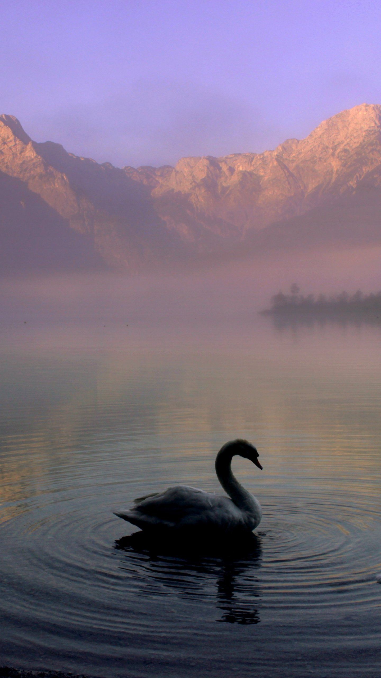  See Hintergrundbild 1440x2560. Swan in Mountain Lake Wallpaper, Android & Desktop Background