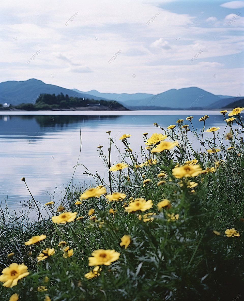  See Hintergrundbild 960x1184. Yellow Flowers Standing On A Lake Surrounded Background Wallpaper Image For Free Download