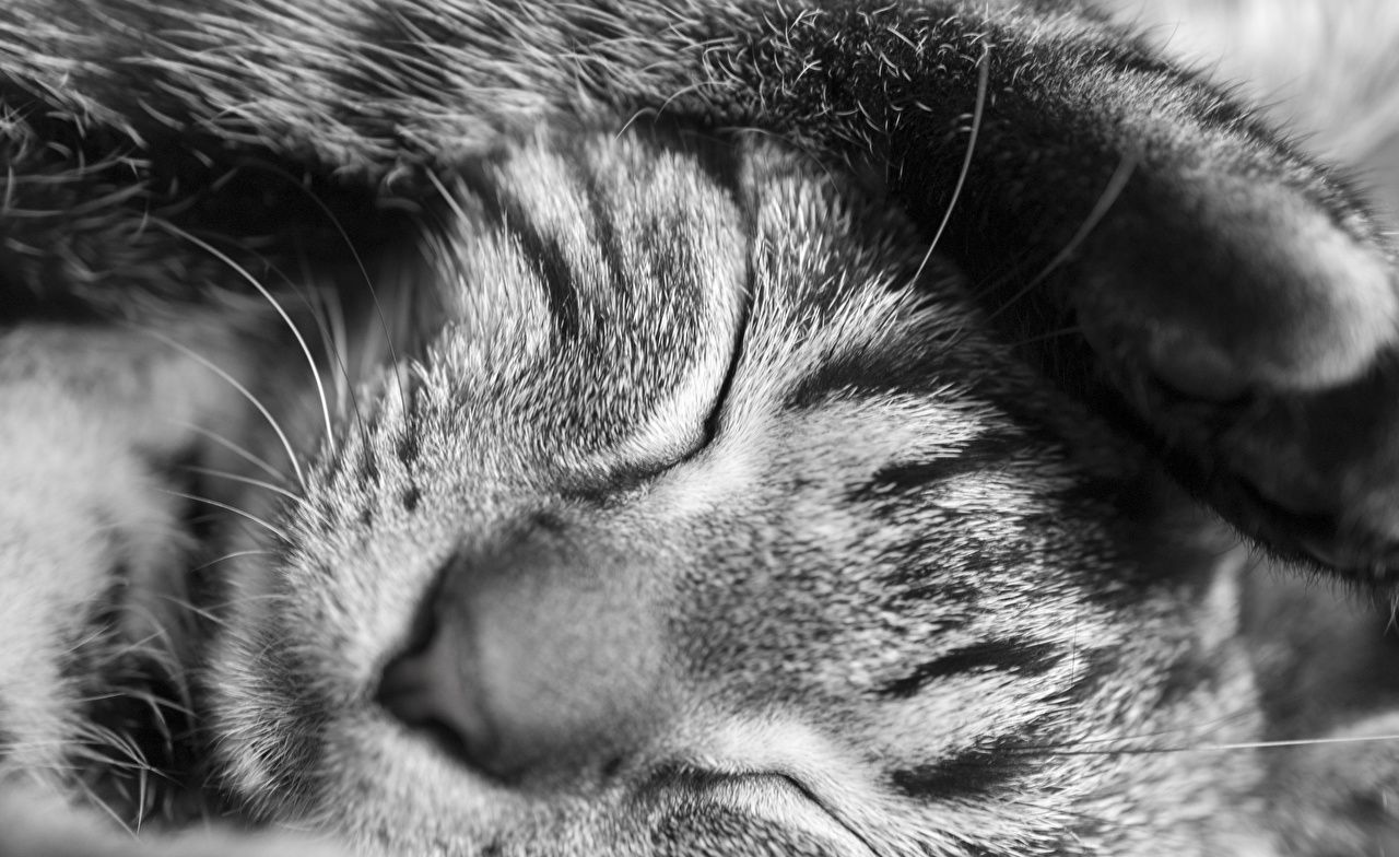  Weißes Hintergrundbild 1280x784. Desktop Hintergrundbilder Katze schläft Makrofotografie schwarz weiß