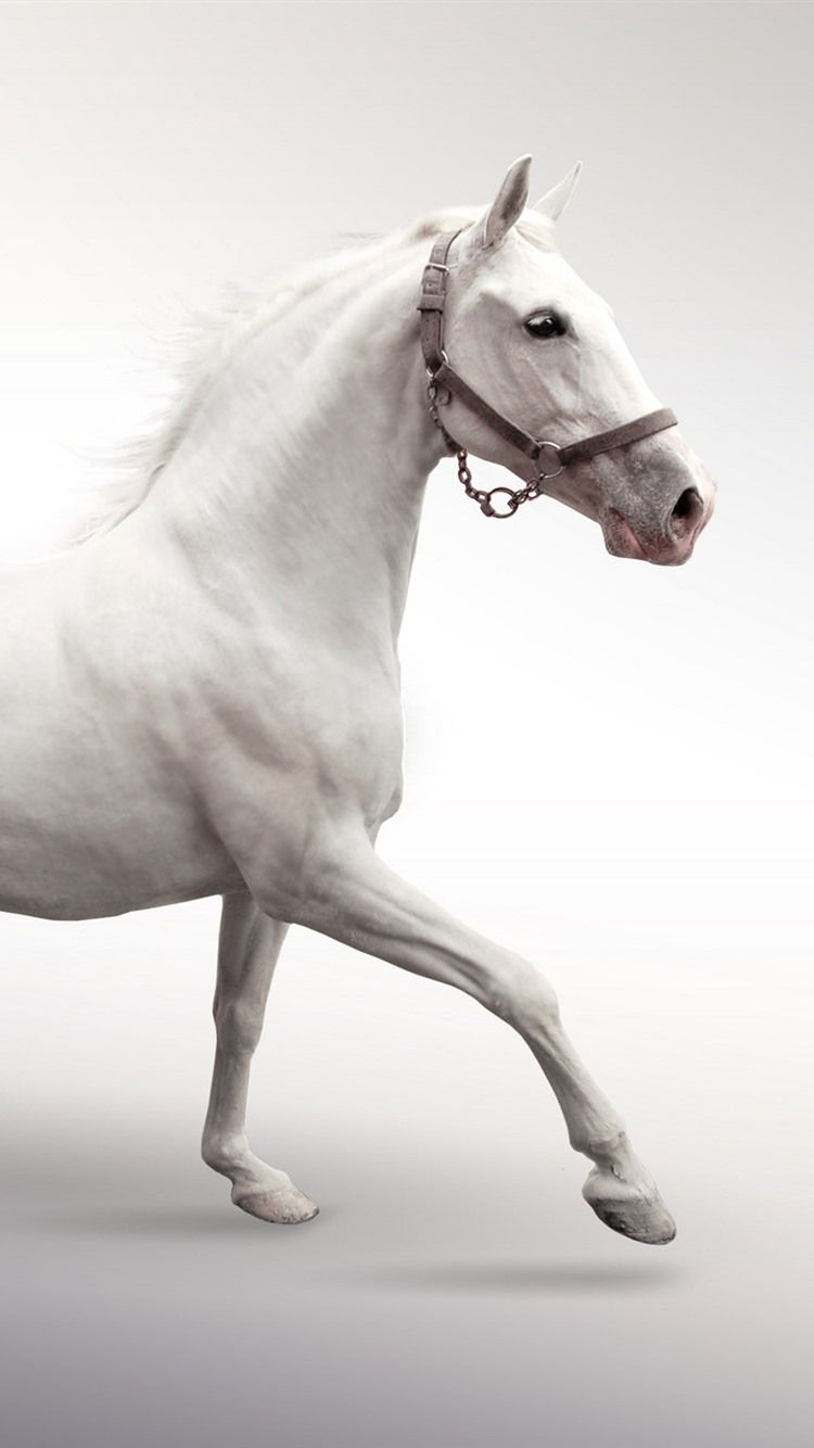  Weißes Hintergrundbild 750x1334. Weißes Pferd läuft, weißer Hintergrund 2560x1600 HD Hintergrundbilder, HD, Bild