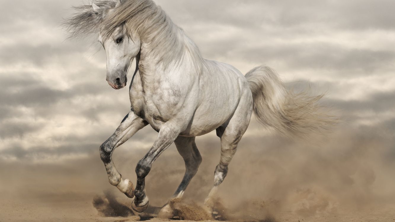  Weißes Hintergrundbild 1333x750. Kostenlose Hintergrundbilder Weißes Pferd, Das Tagsüber Auf Braunem Sand Läuft, Bilder Für Ihren Desktop Und Fotos