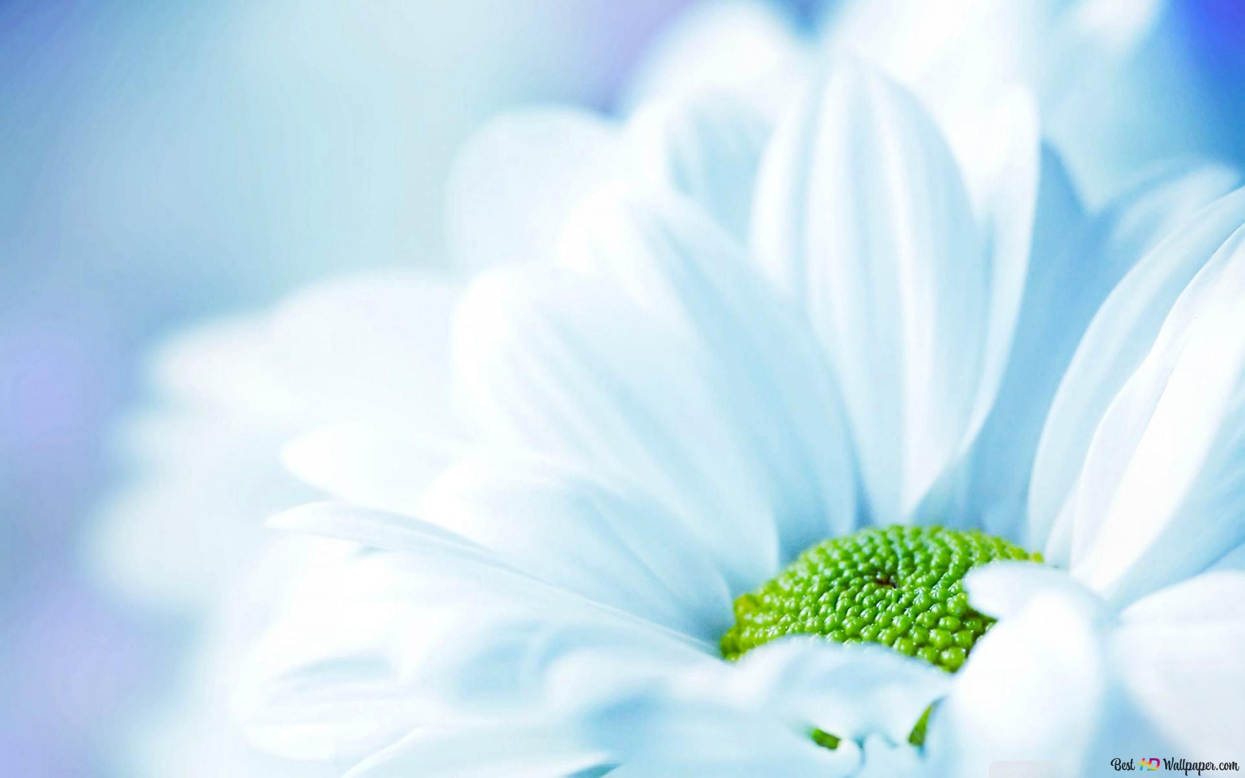  Weißes Hintergrundbild 2560x1600. Schöne weiße Blume 2K Hintergrundbild herunterladen