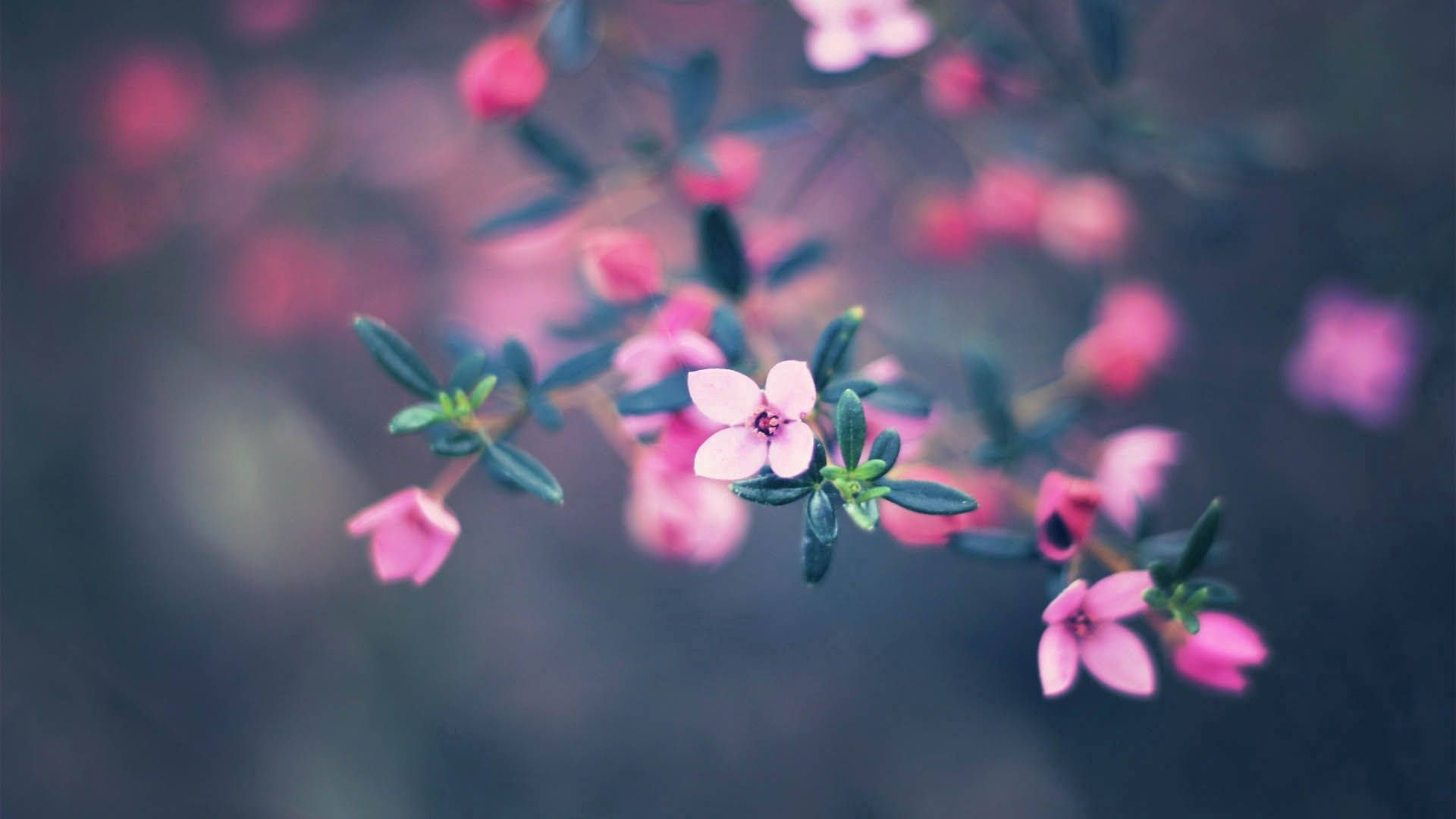  Freundschaft Blume Hintergrundbild 1920x1080. Blume Wallpaper KOSTENLOS