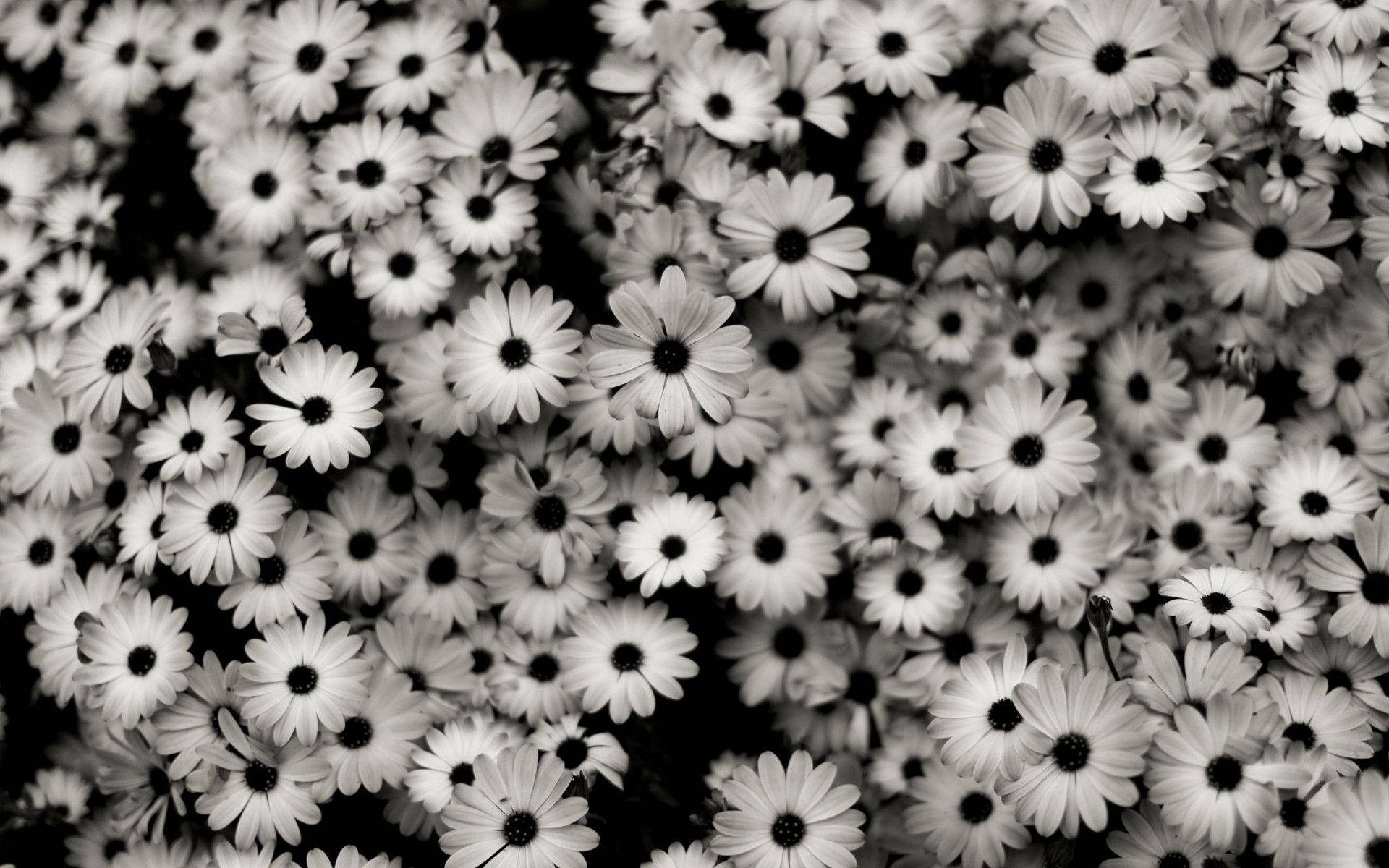  Freundschaft Blume Hintergrundbild 1920x1200. Downloaden Niedlicheschwarz Weiß ästhetische Sammlung Von Blumen Wallpaper