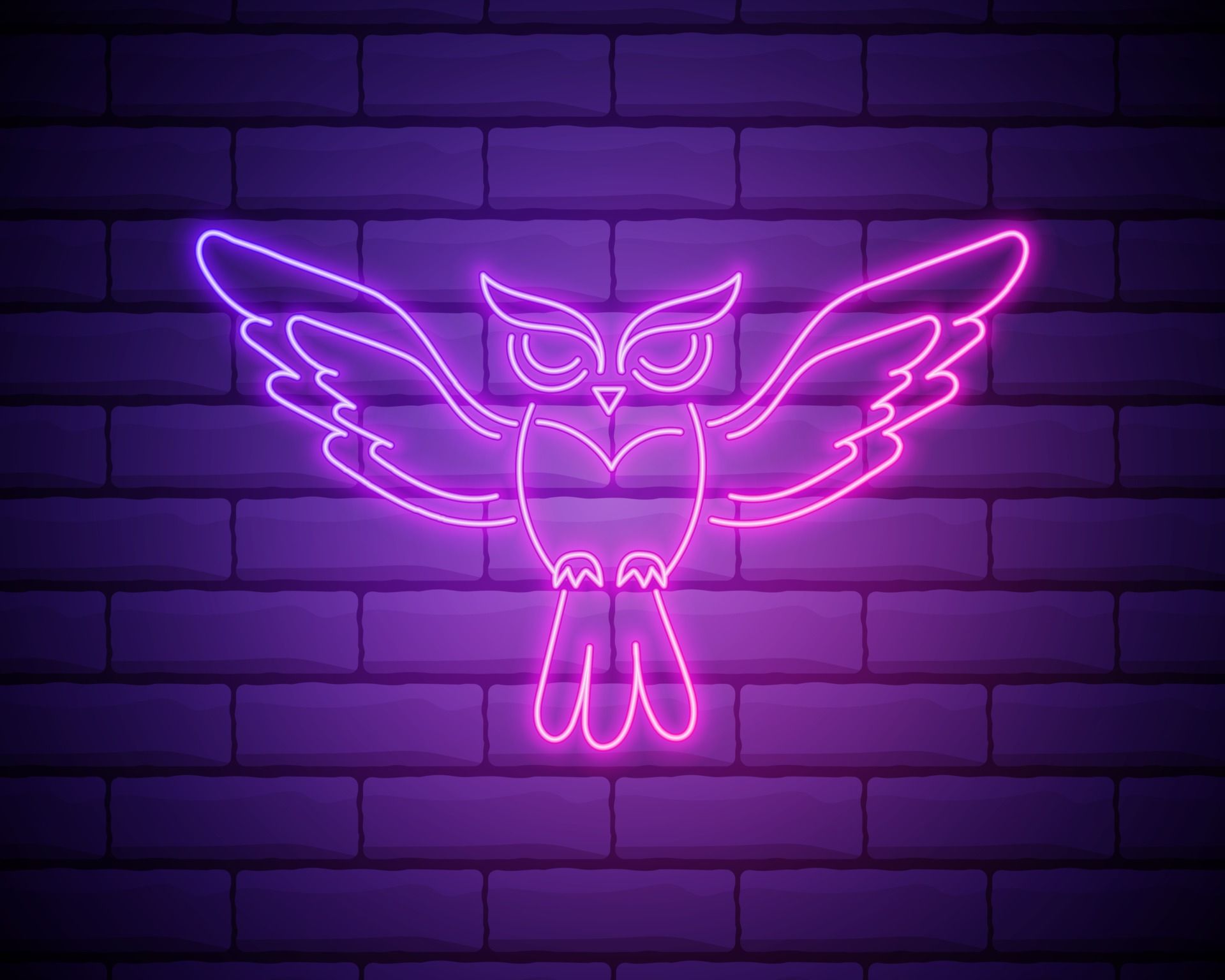  Neon Eule Hintergrundbild 1920x1536. Eule, Vogel, Bildungsumrissikone im Neonstil. Elemente der Bildung Illustration Linie Symbol. Zeichen, Symbole können für Web, Logo, mobile App, UI, UX isoliert auf Mauer verwendet werden 2311893 Vektor Kunst bei Vecteezy