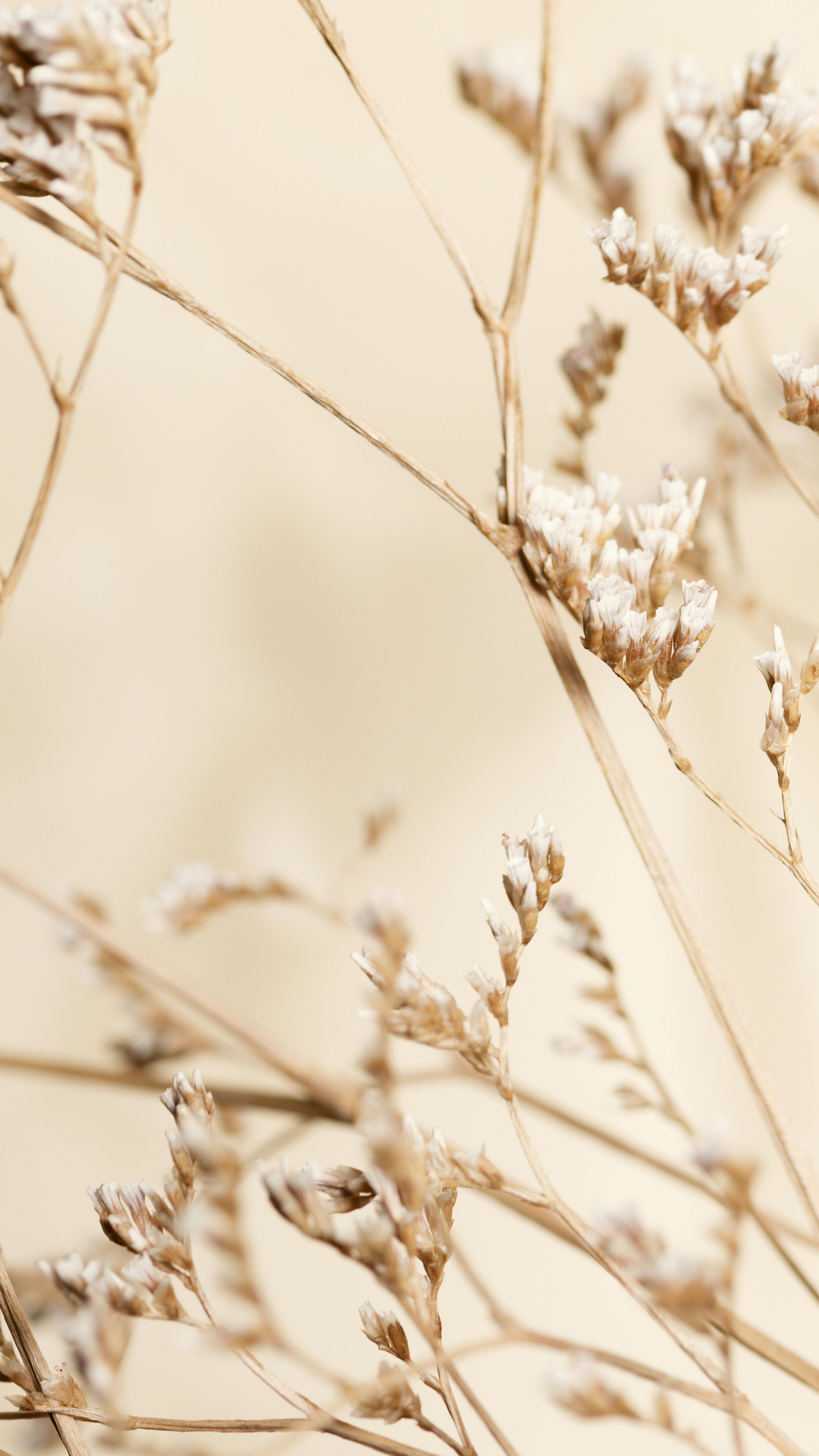  Herbst Beige Hintergrundbild 3456x6144. Kostenloses Foto zum Thema: ährchen, beige, braun, gras, herbst, hintergrund, nahansicht, natur, naturfotografie, pflanzenfotografie, textur, vertikaler schuss, wallpaper