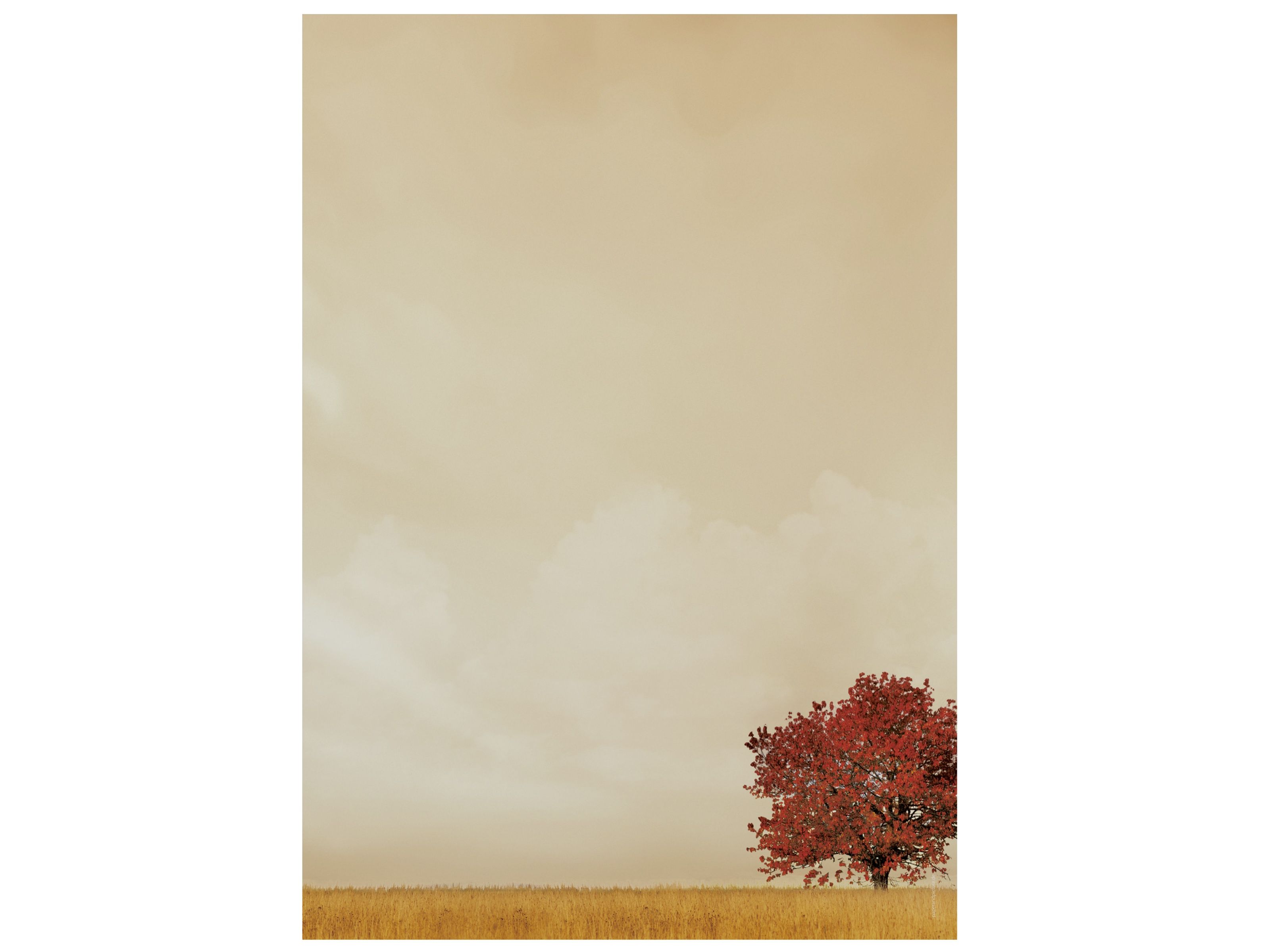  Herbst Beige Hintergrundbild 3200x2400. Motivpapier Serie Lonely Tree, Briefpapier mit Motiv und passende Kuverts von paperandpicture.de