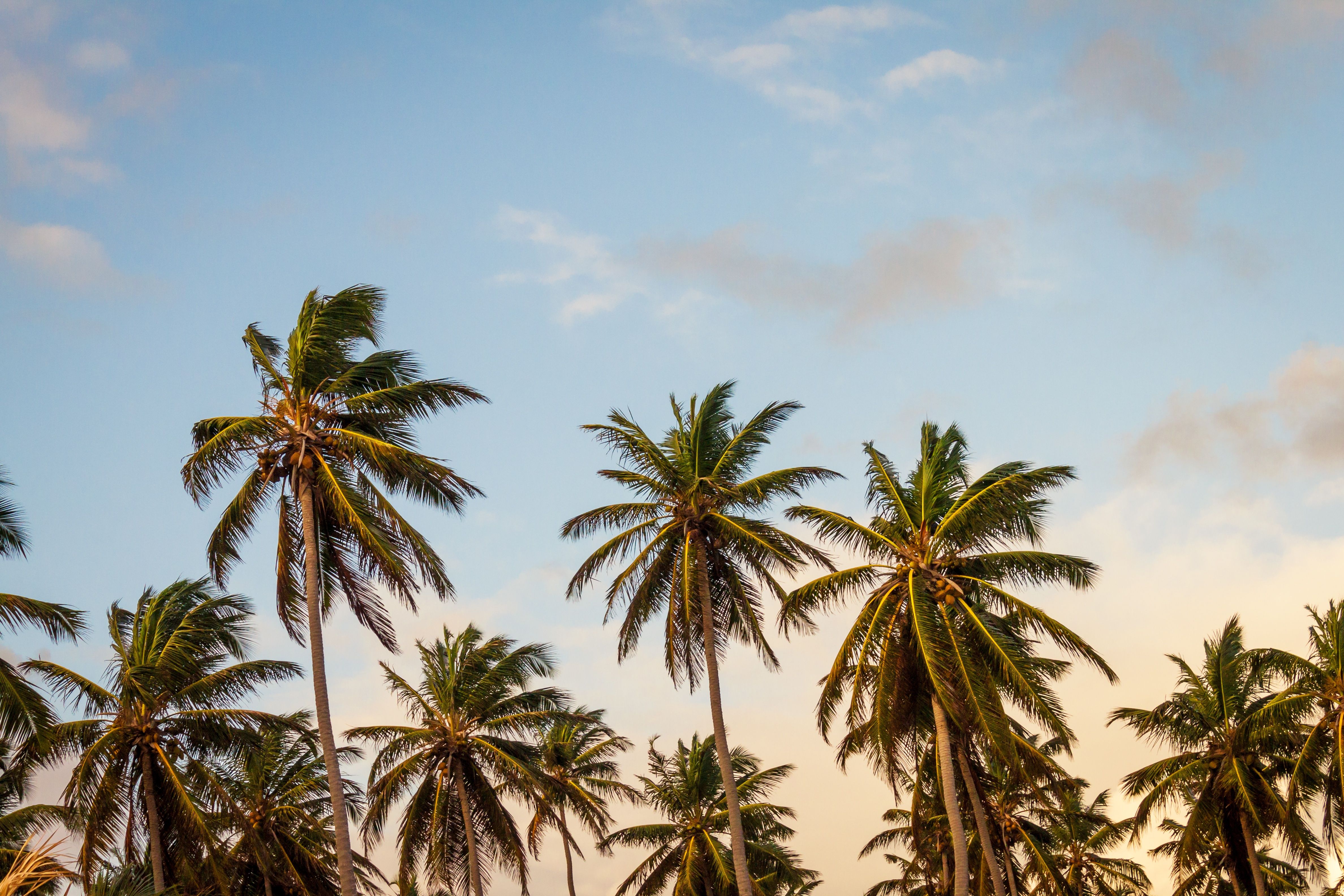  Küste Hintergrundbild 4752x3168. Kostenlose foto : Strand, Meer, Küste, Baum, Himmel, Blume, Sommer-, Ferien, Dschungel, Afrika, Bäume, Karibik, Handflächen, Tropen, blühende Pflanze, HD wallpaper, natürlichen Umgebung, Holzige Pflanze, Landanlage, Arecales, Palmenfamilie, Borassus