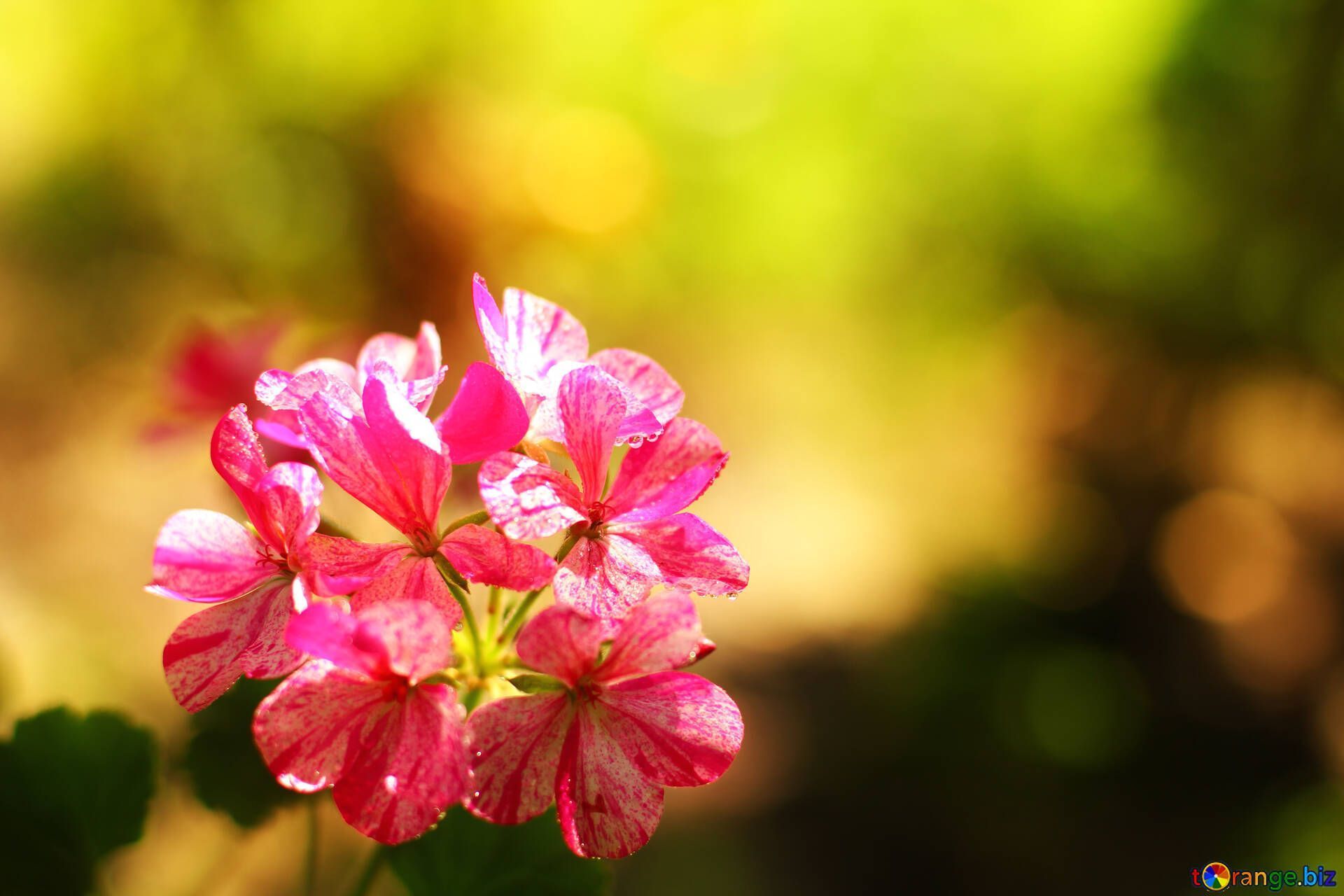 Schönste Hintergrundbild 1920x1280. Blumen geranie bild schöne blume hintergrundbilder für den bildschirm bilder bildschirmhintergrund № 32400