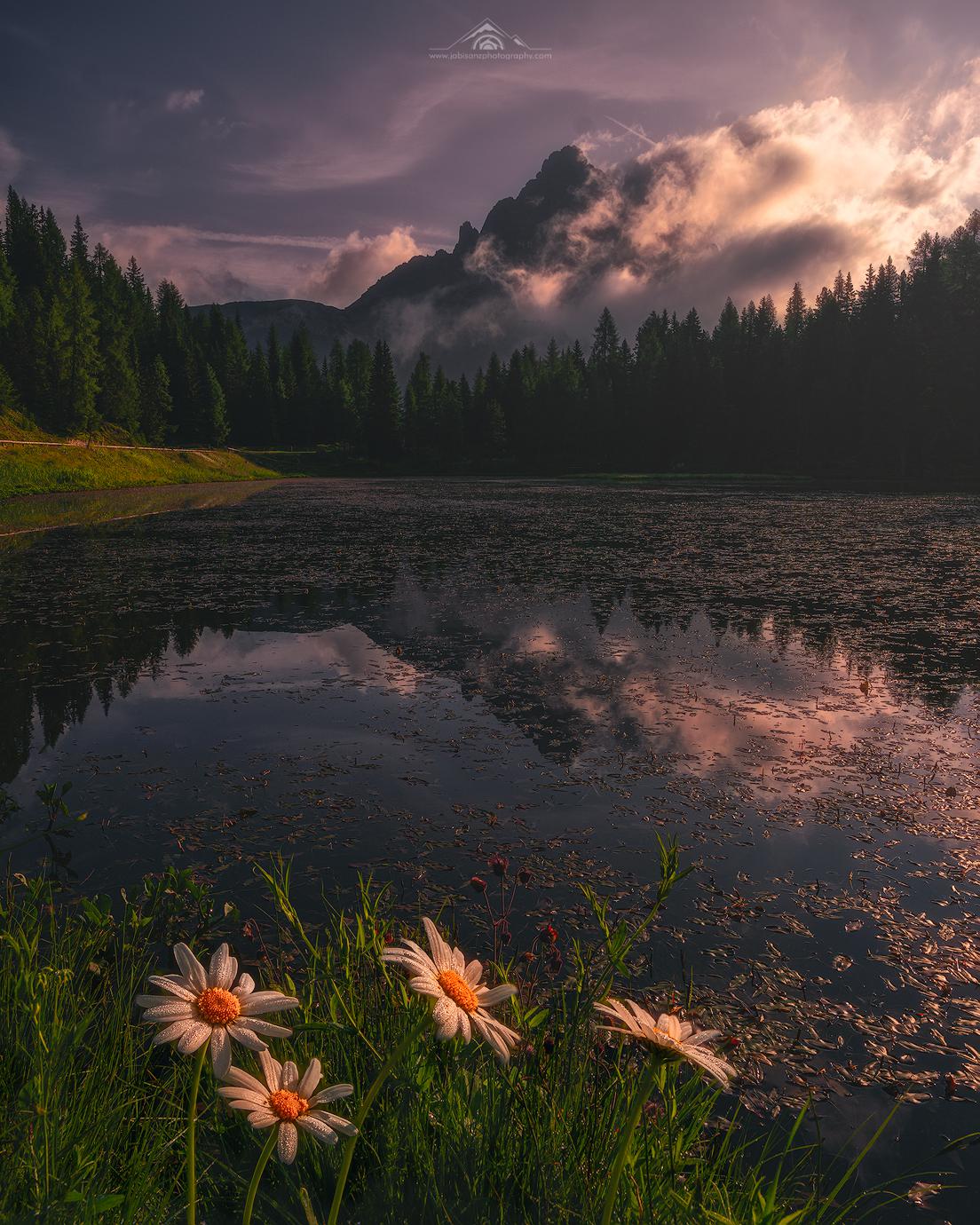  Lake Antorno Hintergrundbild 1104x1380. Wild flowers at lake Atorno, Dolomites, Italy (OC) (1104x1380)