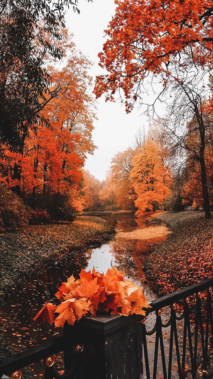  Herbst Schöne Landschaft Hintergrundbild 736x1308. Fall