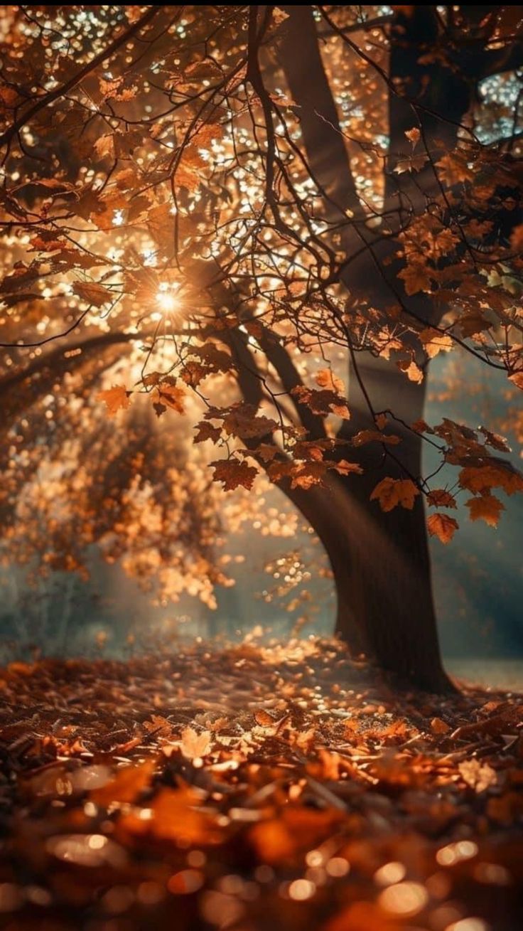  Herbst Schöne Landschaft Hintergrundbild 736x1309. Pin page