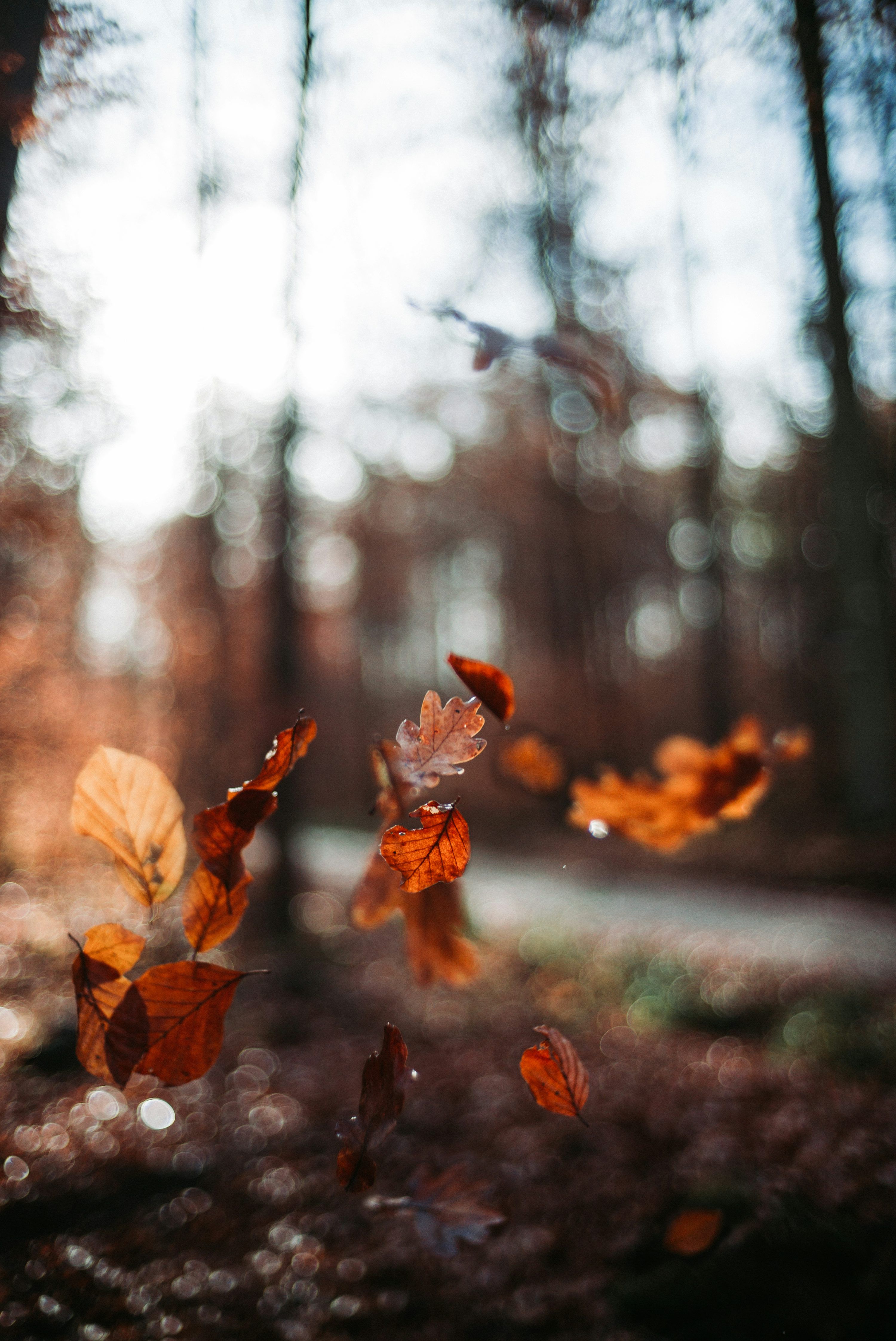  Herbst Schöne Landschaft Hintergrundbild 3000x4491. Herbsthintergrundbilder: Laden Sie HD Hintergründe Auf Herunter