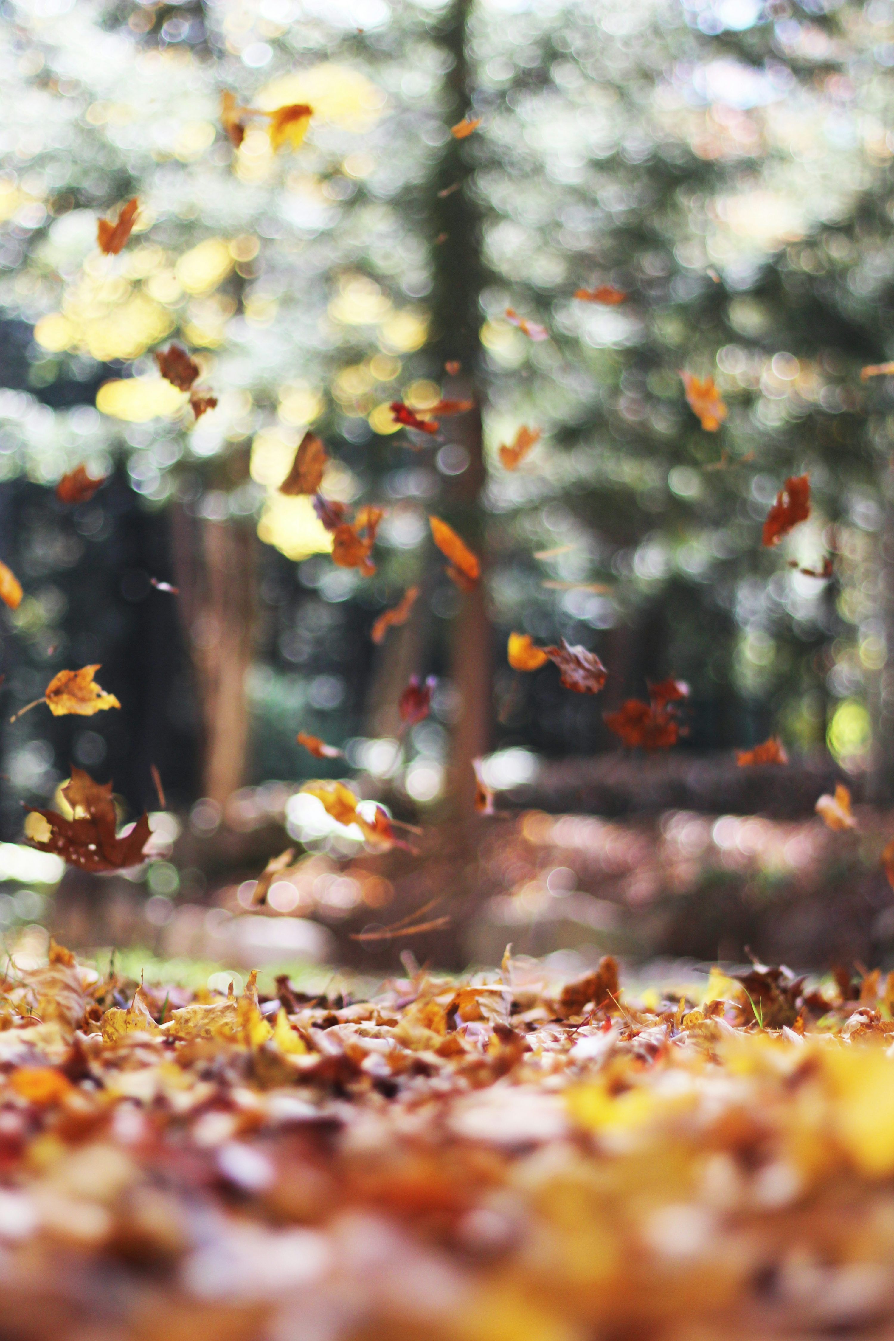  Herbst Schöne Landschaft Hintergrundbild 3000x4500. Fall Wallpaper: Kostenloser HD Download [HQ]