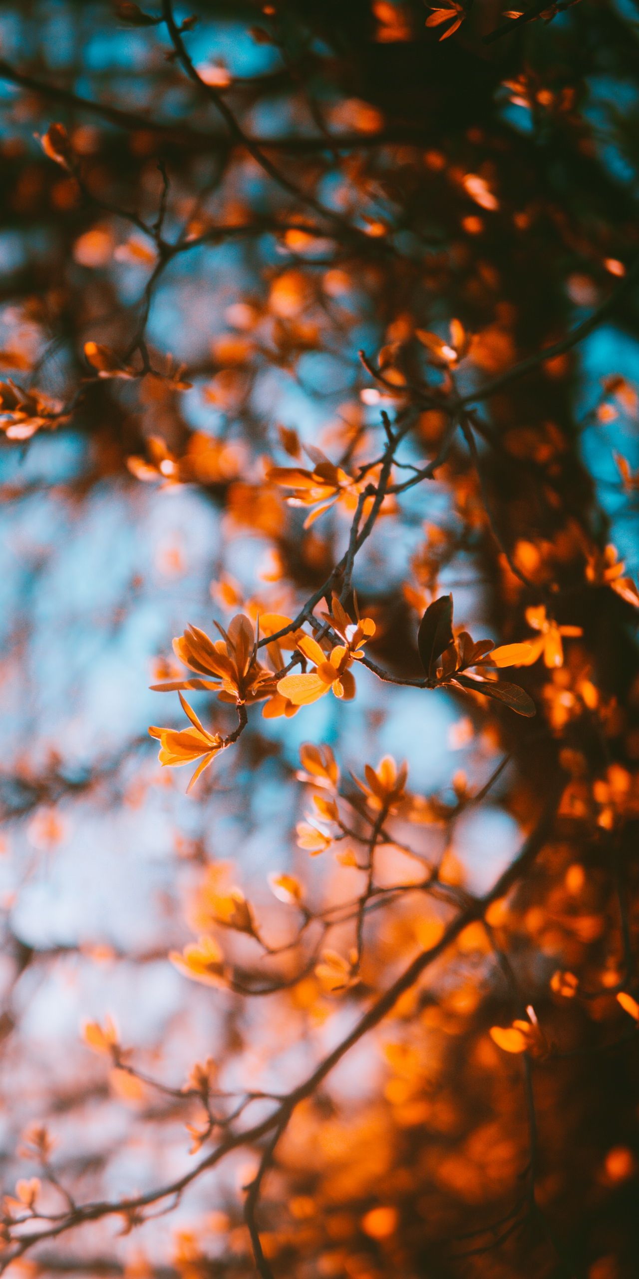  Herbst Schöne Landschaft Hintergrundbild 1280x2560. Kostenlose Hintergrundbilder Ästhetischer Herbst, Herbst, Ästhetik, Gemütlicher Herbst, Naturlandschaft, Bilder Für Ihren Desktop Und Fotos