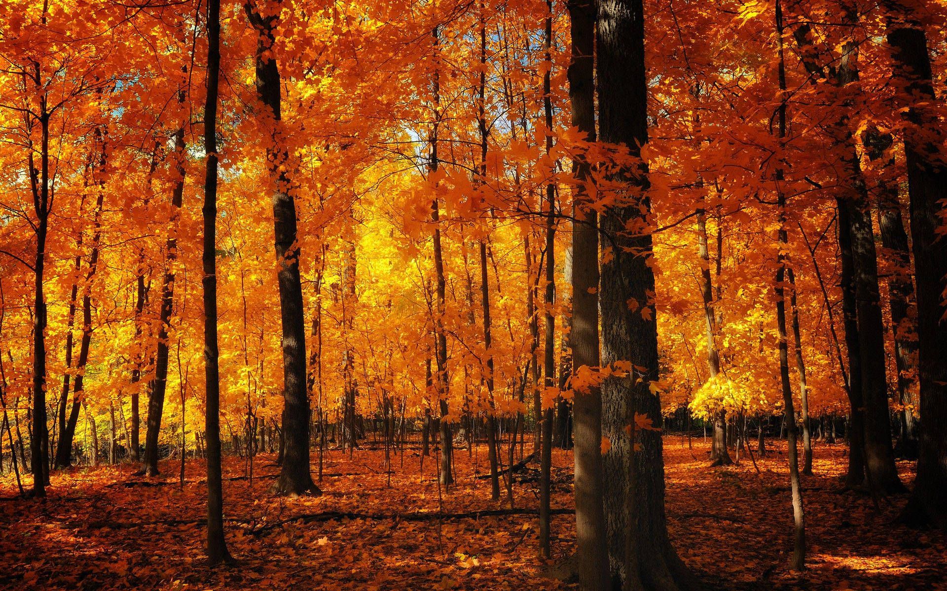  Herbst Schöne Landschaft Hintergrundbild 1920x1200. Herbst Ästhetik Wallpaper KOSTENLOS