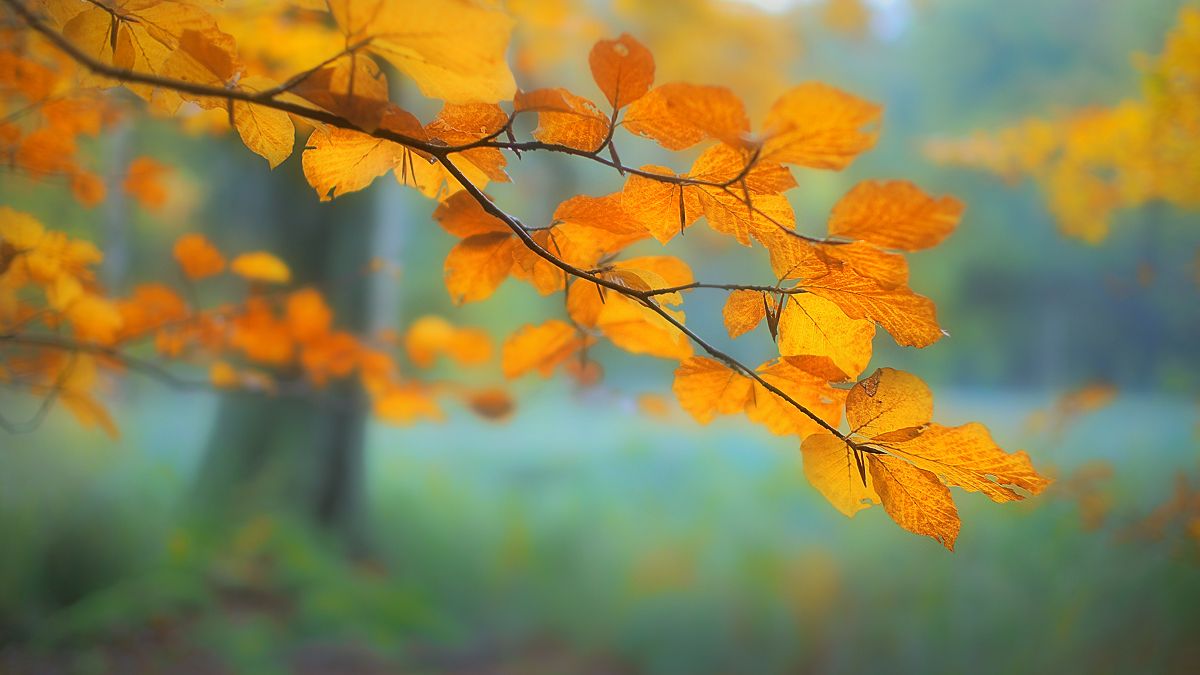  Herbst Schöne Landschaft Hintergrundbild 1200x675. Herbstgold (Forum für Naturfotografen)